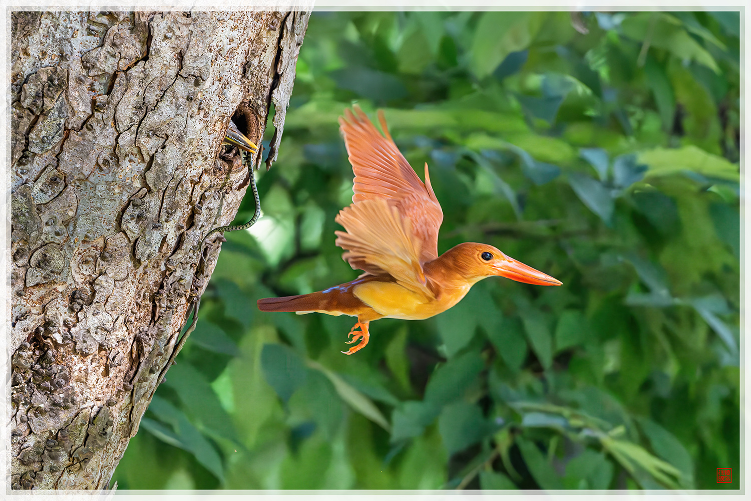 PHOTO BY  | NIKON Z 9 | 2024:07:31 07:56:25 | ISO-22800 | 1/1600 sec | f 5.6 | 600 mm | EV=0.3 | ● WIDTH:1500 pixels  HEIGHT:1000 pixels