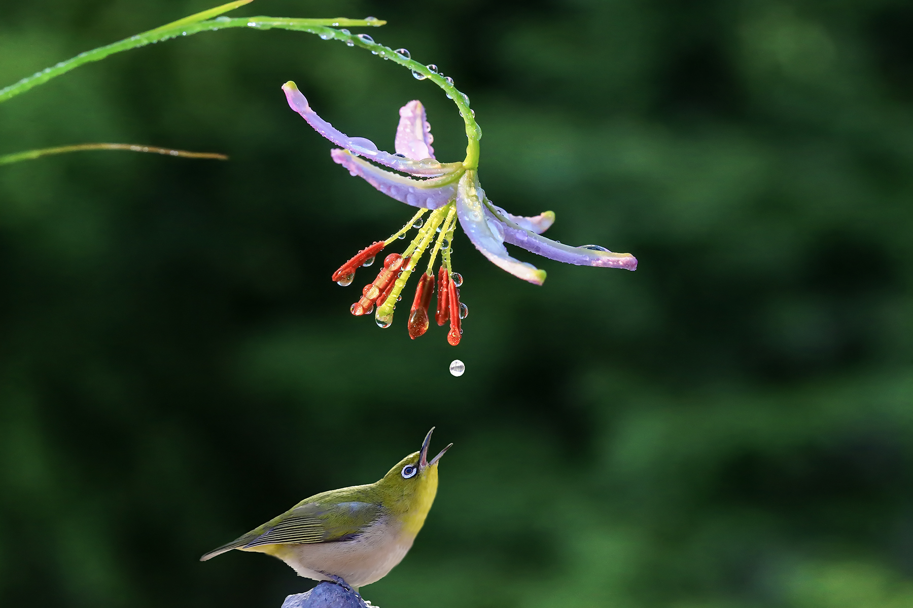 PHOTO BY ChoiJunqSeop | Canon EOS-1D X Mark II | 2024:07:28 18:20:20 | ISO-800 | 1/160 sec | f 6.3 | 275 mm | EV=0.3 | ● WIDTH:1800 pixels  HEIGHT:1200 pixels