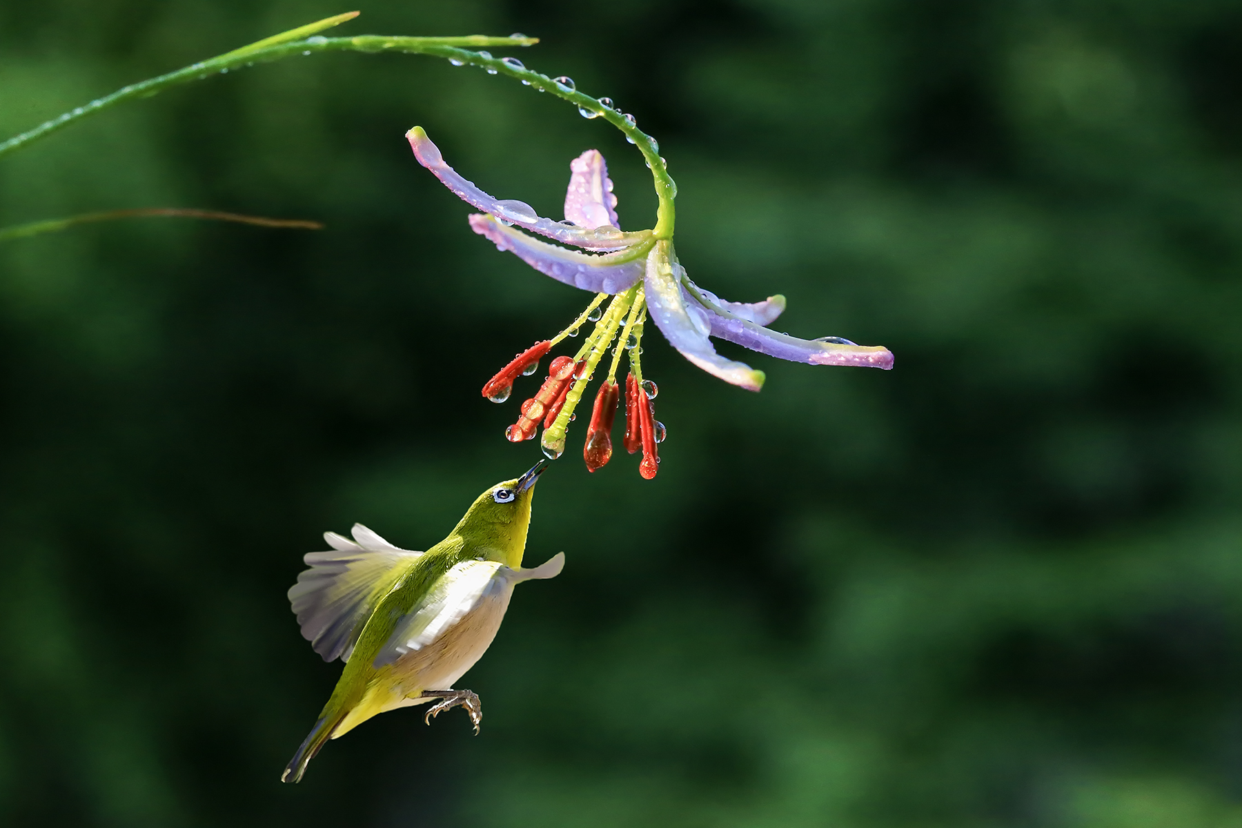 PHOTO BY ChoiJunqSeop | Canon EOS-1D X Mark II | 2024:07:28 18:20:20 | ISO-800 | 1/160 sec | f 6.3 | 275 mm | EV=0.3 | ● WIDTH:1800 pixels  HEIGHT:1200 pixels