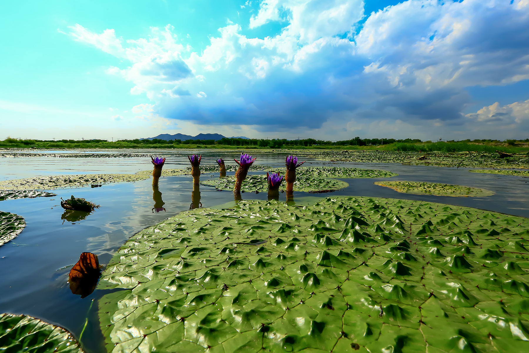PHOTO BY ChoiJunqSeop | Canon EOS-1D X Mark II | 2024:07:28 18:20:20 | ISO-800 | 1/160 sec | f 6.3 | 275 mm | EV=0.3 | ● WIDTH:1800 pixels  HEIGHT:1200 pixels
