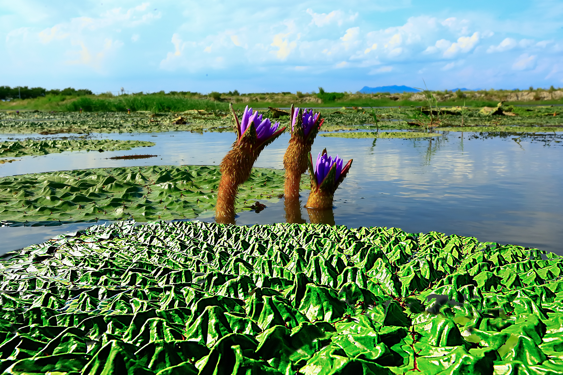 PHOTO BY ChoiJunqSeop | Canon EOS-1D X Mark II | 2024:07:28 18:20:22 | ISO-800 | 1/100 sec | f 6.3 | 275 mm | EV=0.3 | ● WIDTH:1800 pixels  HEIGHT:1200 pixels