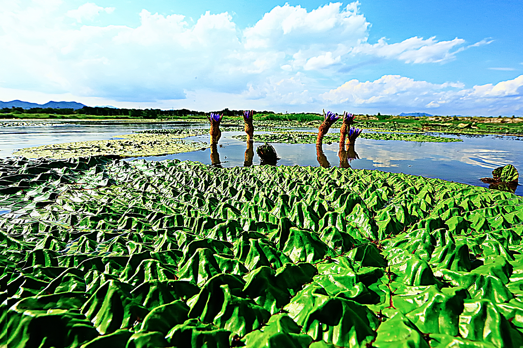 PHOTO BY ChoiJunqSeop | Canon EOS-1D X Mark II | 2024:07:28 18:20:22 | ISO-800 | 1/100 sec | f 6.3 | 275 mm | EV=0.3 | ● WIDTH:1800 pixels  HEIGHT:1200 pixels