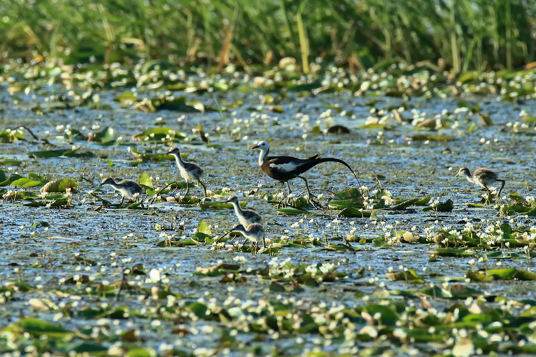 PHOTO BY ChoiJunqSeop | Canon EOS-1D X Mark II | 2024:07:28 18:20:27 | ISO-800 | 1/60 sec | f 6.3 | 275 mm | EV=0.3 | ● WIDTH:1800 pixels  HEIGHT:1200 pixels
