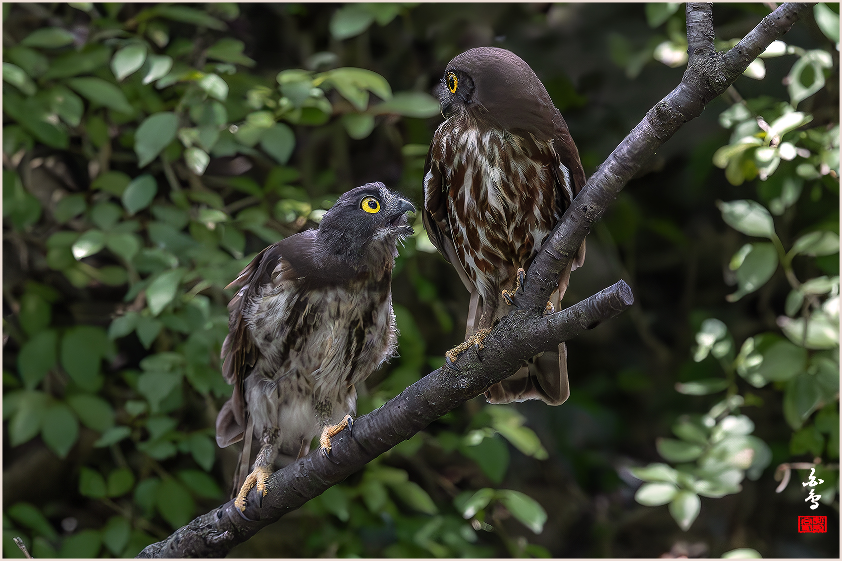 PHOTO BY  | NIKON Z 9 | 2024:08:01 15:17:09 | ISO-6400 | 1/2500 sec | f 4 | 600 mm | EV=-1 | ● WIDTH:1700 pixels  HEIGHT:1133 pixels