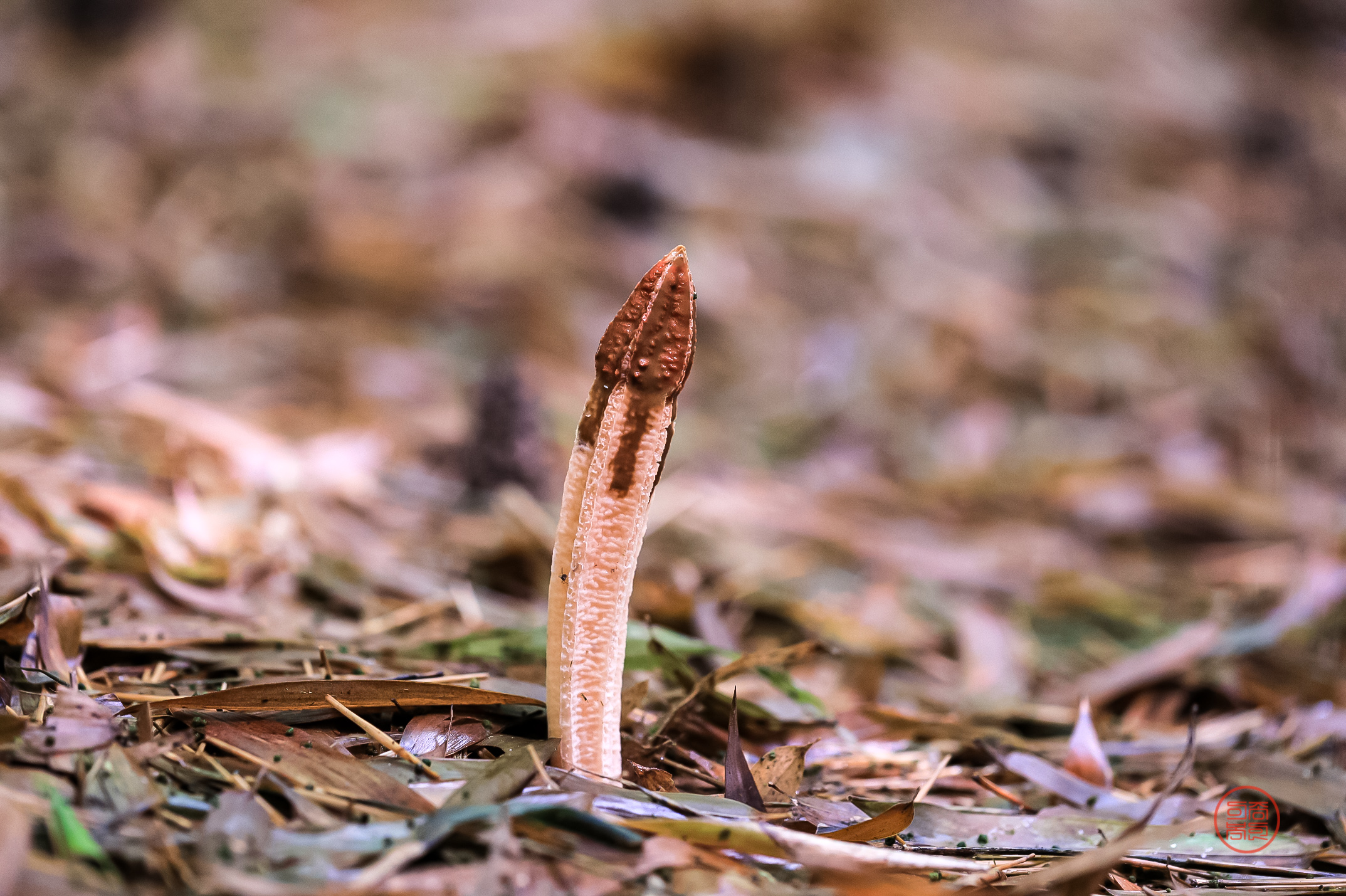 PHOTO BY  | Canon EOS 5D Mark IV | 2024:07:17 16:29:41 | ISO-1600 | 1/30 sec | f 3.5 | 100 mm | EV=0 | ● WIDTH:2147 pixels  HEIGHT:1429 pixels