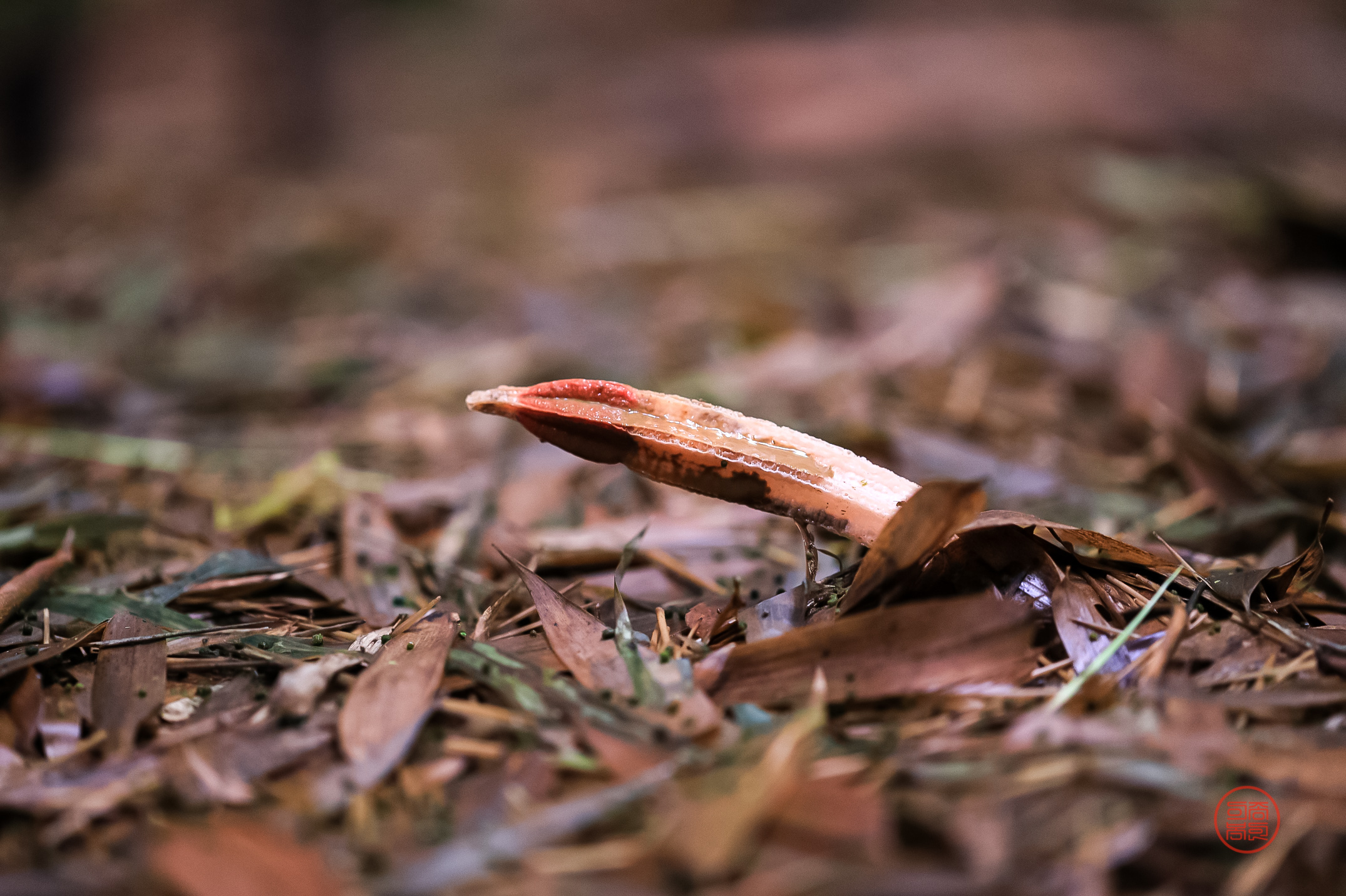 PHOTO BY  | Canon EOS 5D Mark IV | 2024:07:17 16:31:04 | ISO-1600 | 1/50 sec | f 2.8 | 100 mm | EV=0 | ● WIDTH:2150 pixels  HEIGHT:1431 pixels