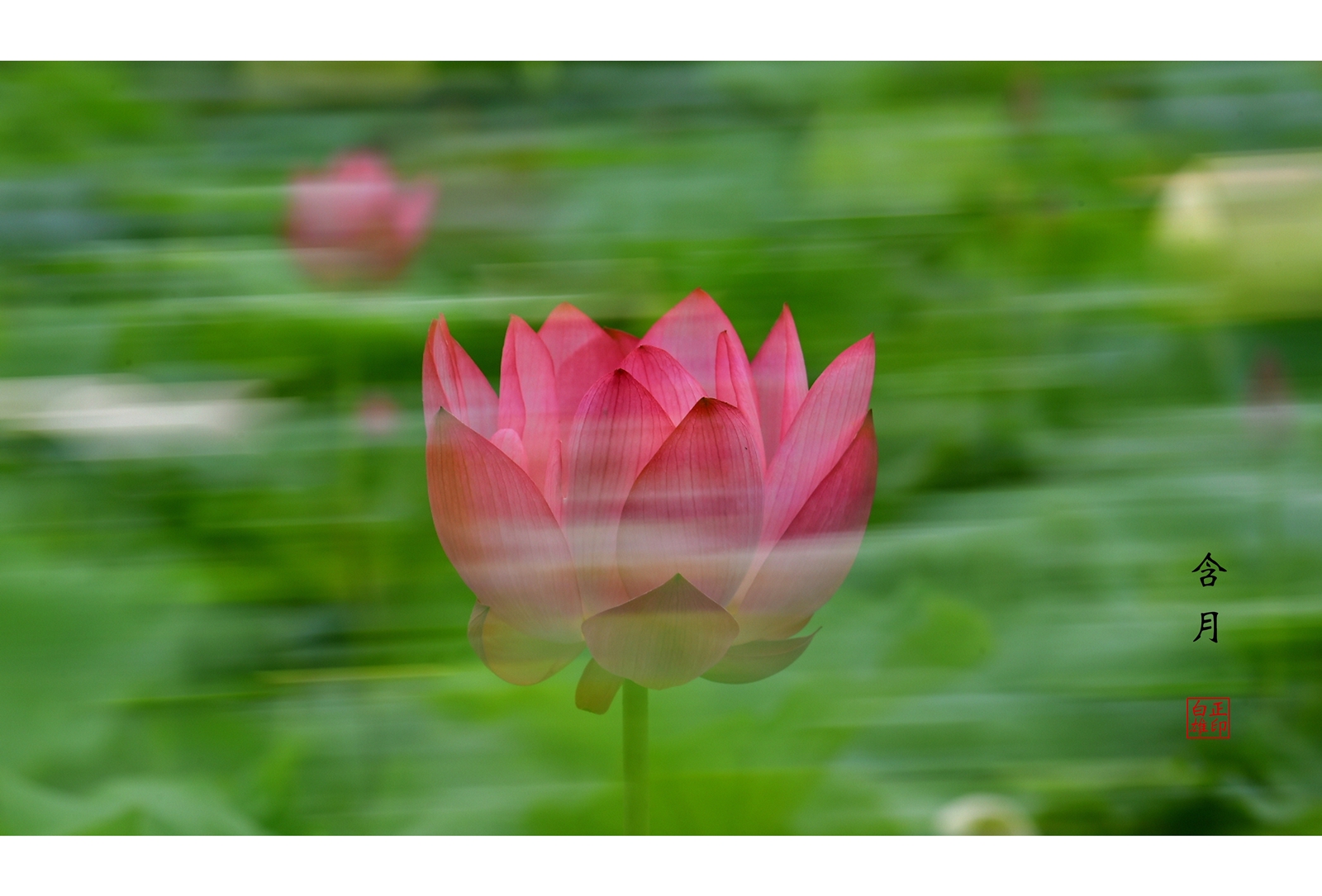 PHOTO BY Hamwuel Baek | NIKON D5 | 2024:07:17 11:22:47 | ISO-100 | 1/60 sec | f 11 | 200 mm | EV=0 | ● WIDTH:5565 pixels  HEIGHT:3710 pixels