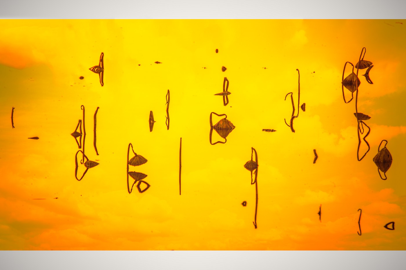 PHOTO BY  | Canon EOS-1Ds Mark III | 2017:01:10 17:25:10 | ISO-16384250 | 76923/1000000 sec | f 11 | 400 mm | EV=2 | ● WIDTH:1400 pixels  HEIGHT:933 pixels