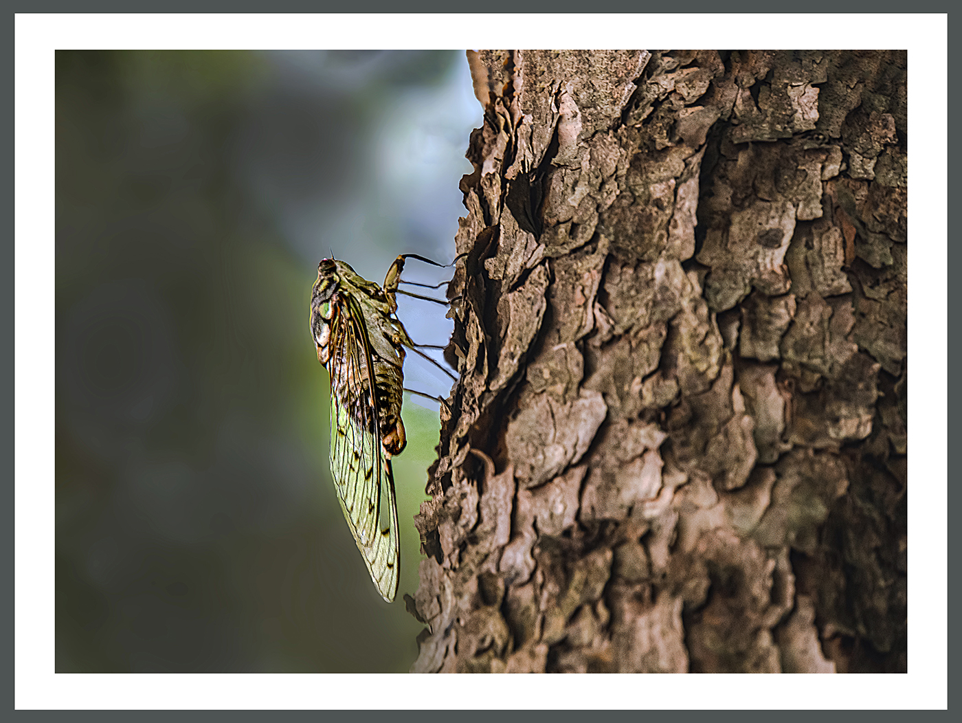 PHOTO BY  | ILCE-6500 | 2024:08:02 10:58:31 | ISO-640 | 1/125 sec | f 9.5 | 200 mm | EV=-0.5 | ● WIDTH:1400 pixels  HEIGHT:1052 pixels