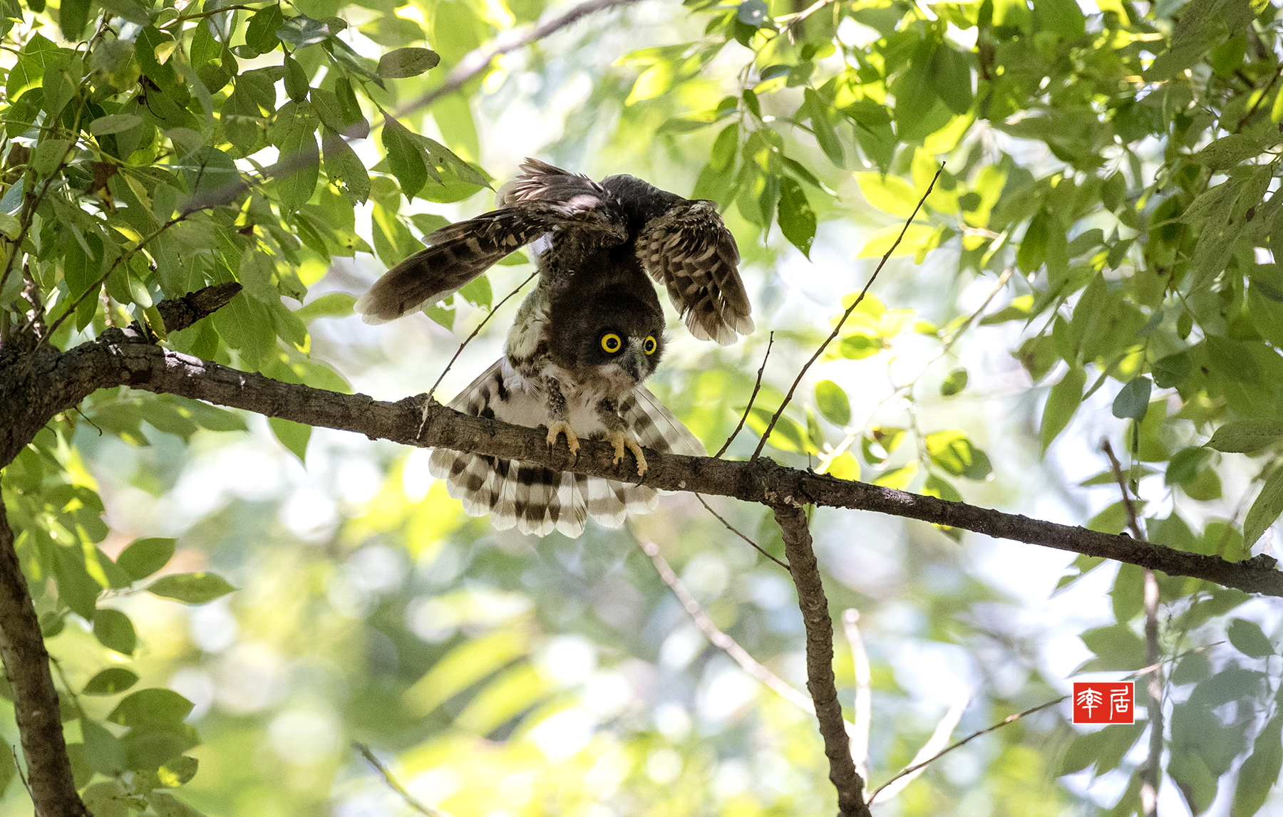 PHOTO BY changickheun | Canon EOS-1D X Mark III | 2024:08:02 13:01:52 | ISO-6400 | 1/2500 sec | f 4.5 | 600 mm | EV=0 | ● WIDTH:1800 pixels  HEIGHT:1147 pixels
