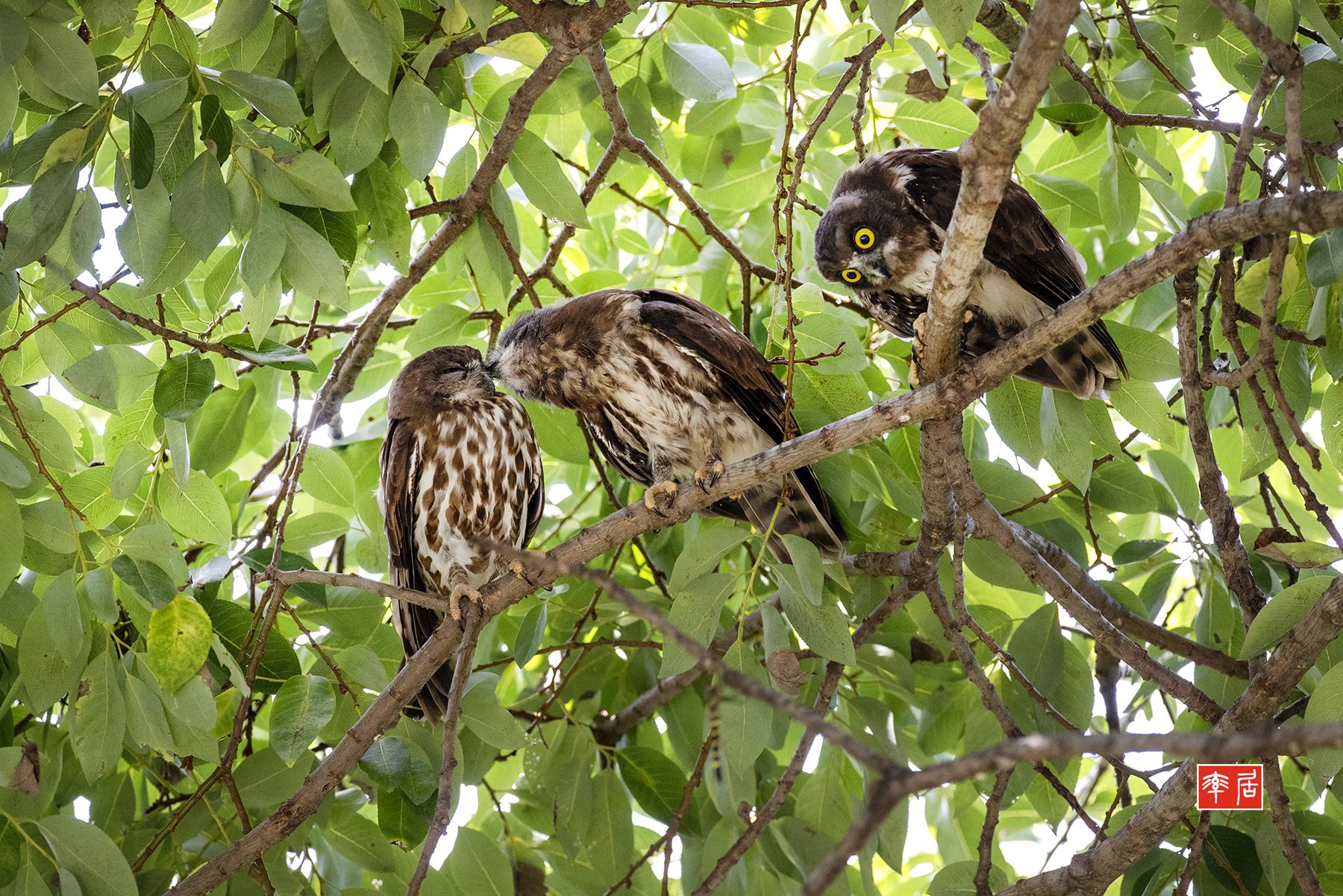 PHOTO BY changickheun | Canon EOS-1D X Mark III | 2024:08:02 14:12:14 | ISO-3200 | 1/640 sec | f 4.5 | 600 mm | EV=0 | ● WIDTH:1800 pixels  HEIGHT:1201 pixels