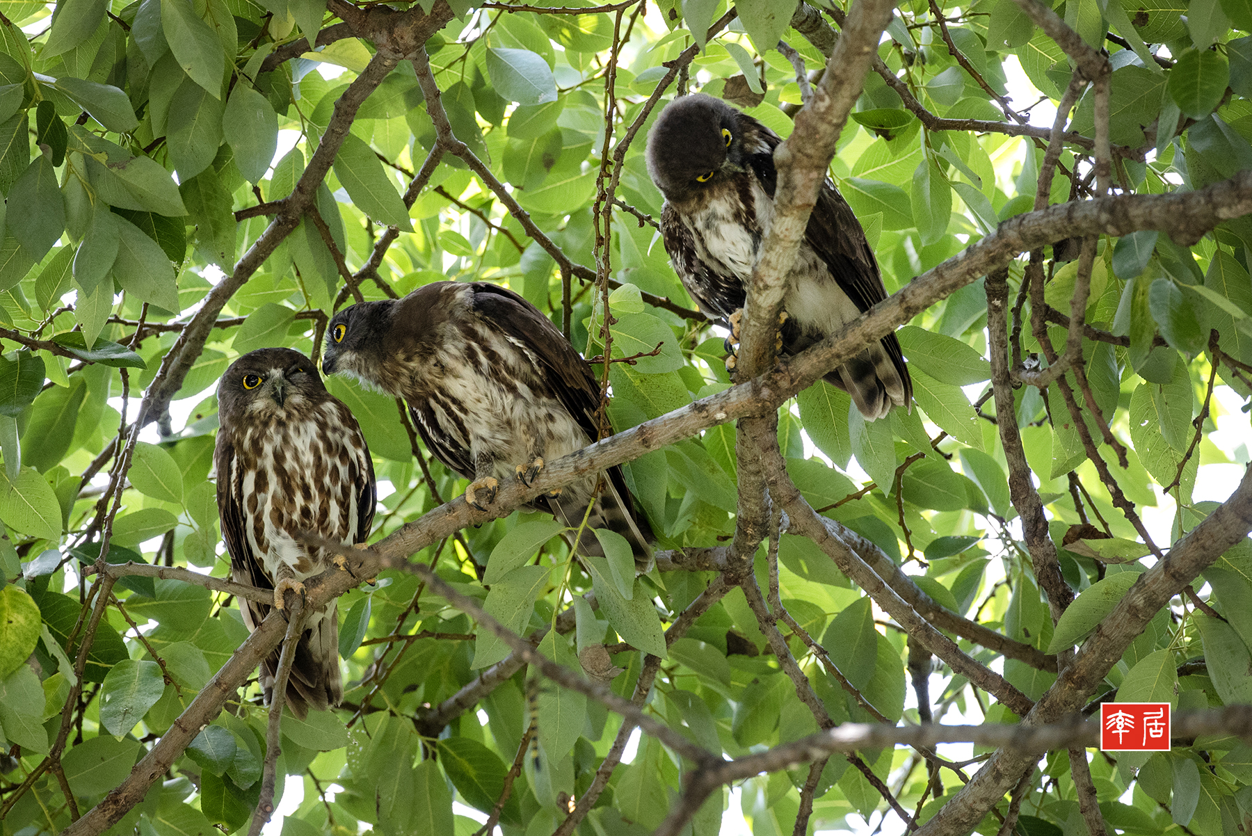 PHOTO BY changickheun | Canon EOS-1D X Mark III | 2024:08:02 14:12:04 | ISO-3200 | 1/640 sec | f 4.5 | 600 mm | EV=0 | ● WIDTH:1800 pixels  HEIGHT:1202 pixels
