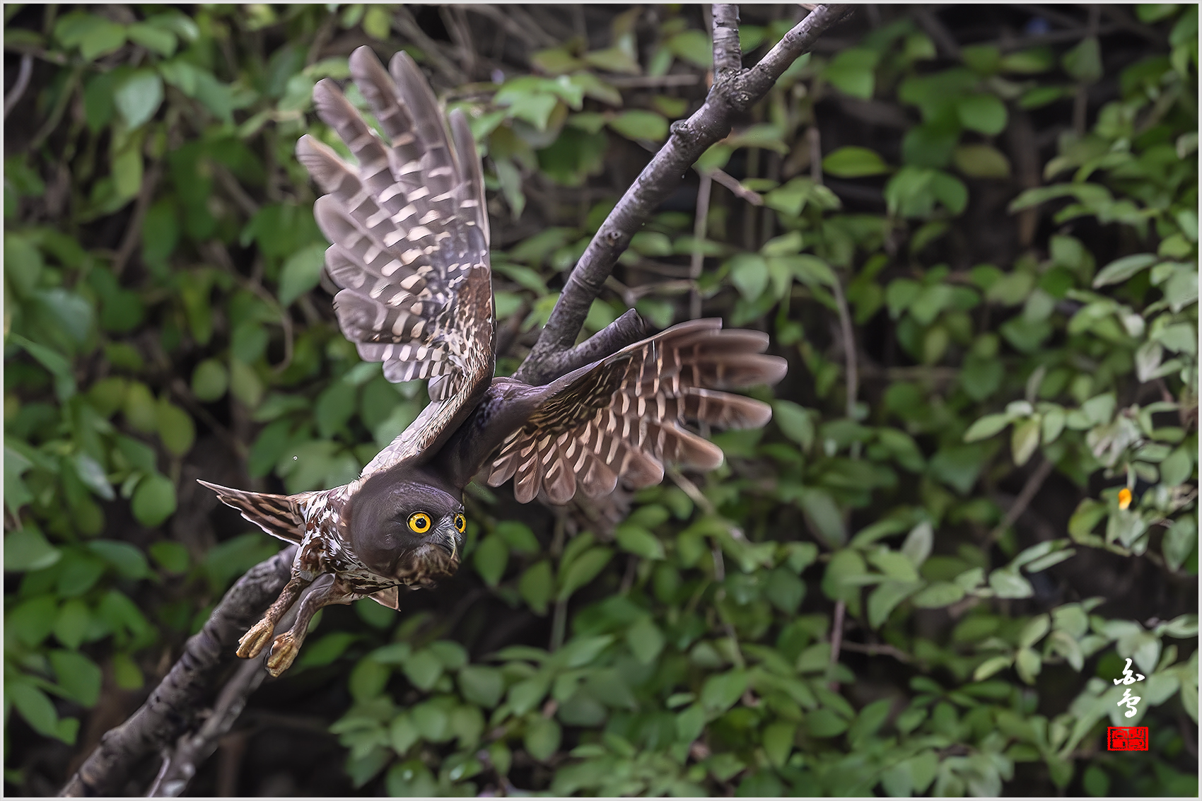 PHOTO BY  | NIKON Z 9 | 2024:08:01 15:10:10 | ISO-8000 | 1/2500 sec | f 4 | 600 mm | EV=-1.3 | ● WIDTH:1700 pixels  HEIGHT:1133 pixels