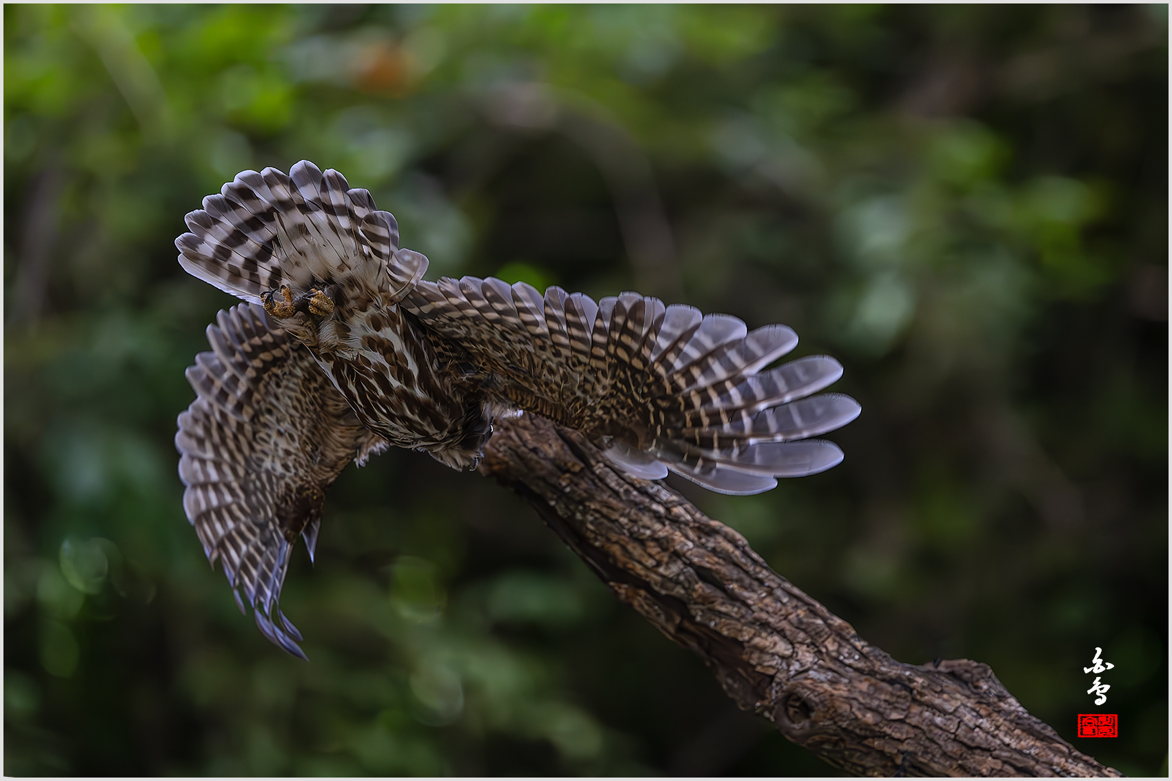 PHOTO BY  | NIKON Z 9 | 2024:08:01 15:13:23 | ISO-8000 | 1/3200 sec | f 4 | 600 mm | EV=-1.3 | ● WIDTH:1700 pixels  HEIGHT:1133 pixels