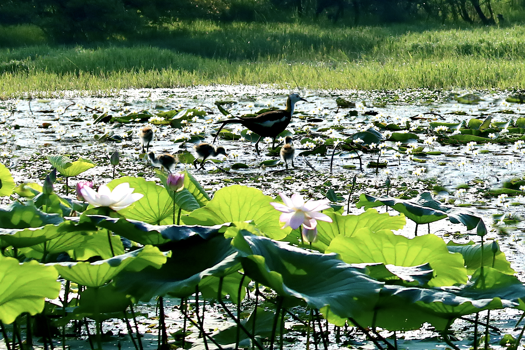 PHOTO BY ChoiJunqSeop | Canon EOS-1D X Mark II | 2024:07:28 18:20:25 | ISO-800 | 1/80 sec | f 6.3 | 275 mm | EV=0.3 | ● WIDTH:1800 pixels  HEIGHT:1200 pixels