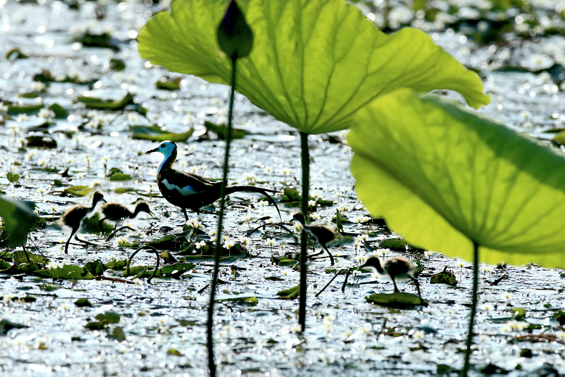 PHOTO BY ChoiJunqSeop | Canon EOS-1D X Mark II | 2024:07:28 18:20:25 | ISO-800 | 1/80 sec | f 6.3 | 275 mm | EV=0.3 | ● WIDTH:1800 pixels  HEIGHT:1200 pixels