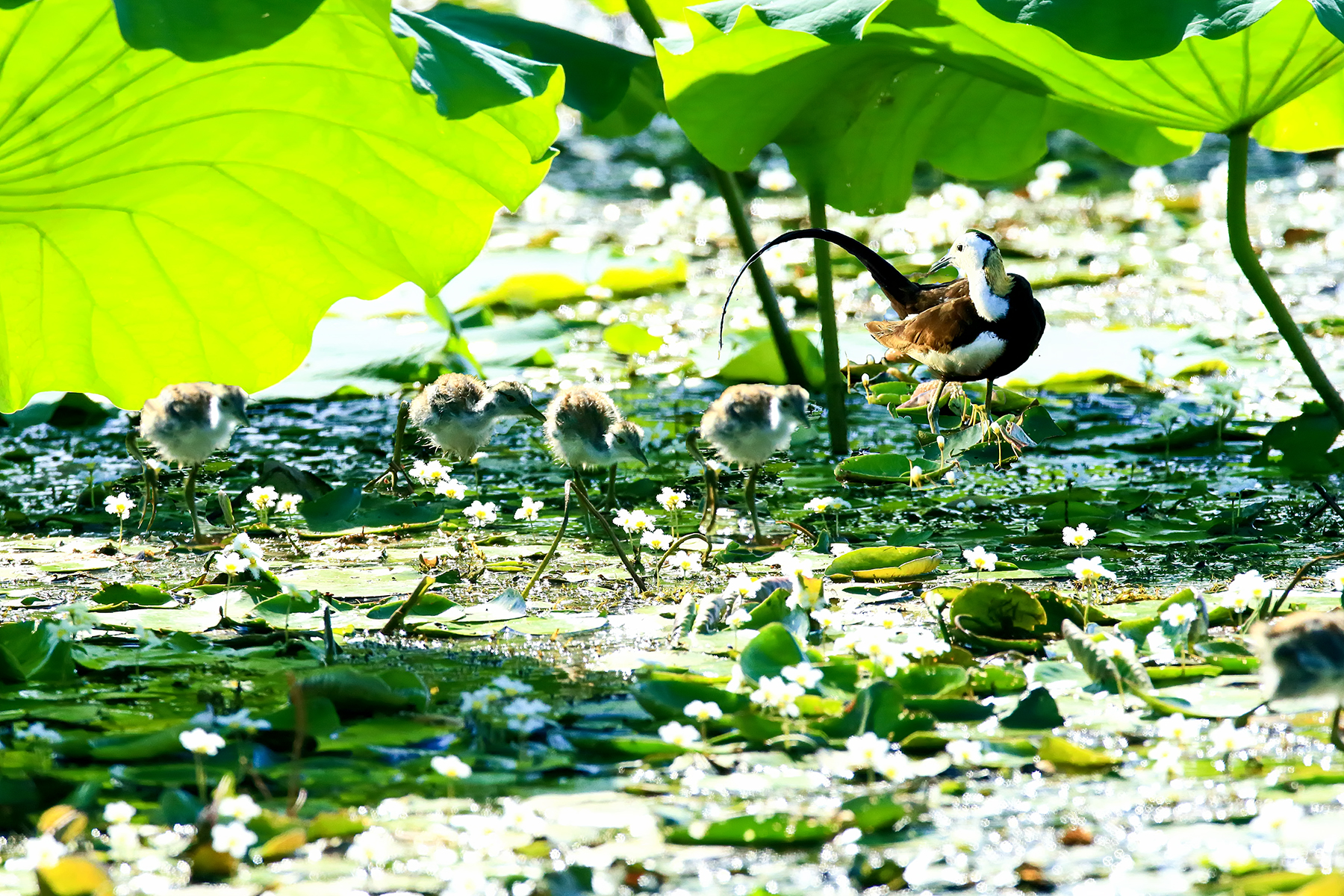 PHOTO BY ChoiJunqSeop | Canon EOS-1D X Mark II | 2024:07:28 18:20:27 | ISO-800 | 1/60 sec | f 6.3 | 275 mm | EV=0.3 | ● WIDTH:1800 pixels  HEIGHT:1200 pixels