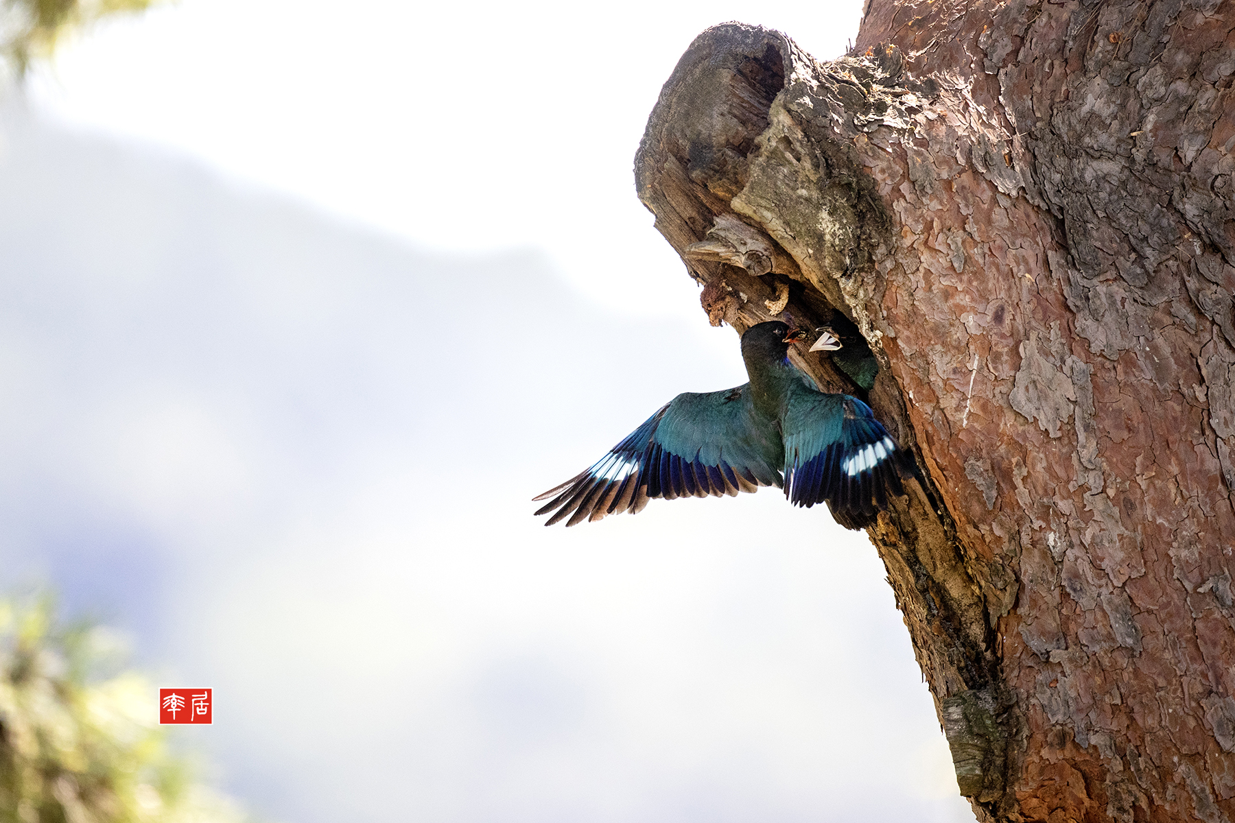 PHOTO BY changickheun | Canon EOS-1D X Mark III | 2024:07:31 10:34:37 | ISO-3200 | 1/3200 sec | f 4 | 600 mm | EV=0 | ● WIDTH:1800 pixels  HEIGHT:1200 pixels