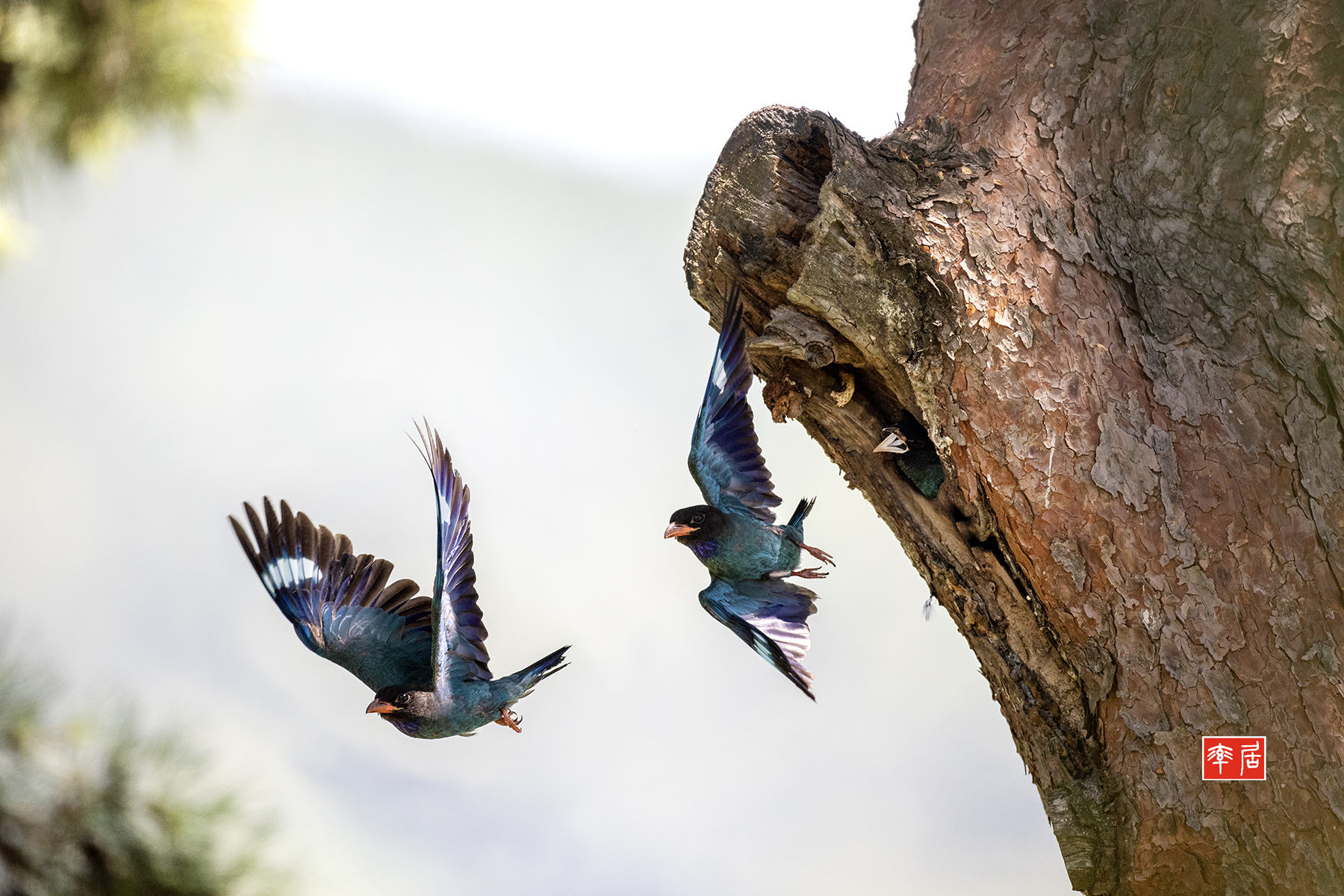 PHOTO BY changickheun | Canon EOS-1D X Mark III | 2024:07:31 12:57:50 | ISO-3200 | 1/2500 sec | f 4 | 600 mm | EV=0 | ● WIDTH:1800 pixels  HEIGHT:1200 pixels