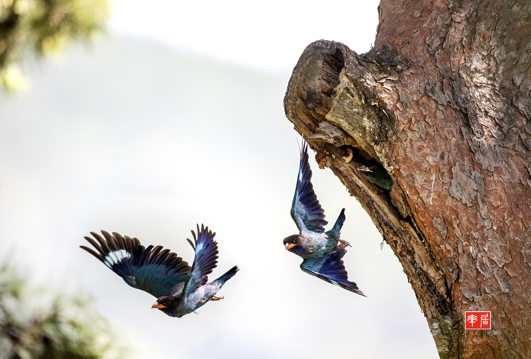 PHOTO BY changickheun | Canon EOS-1D X Mark III | 2024:07:31 12:47:32 | ISO-3200 | 1/2500 sec | f 4 | 600 mm | EV=0 | ● WIDTH:1800 pixels  HEIGHT:1218 pixels