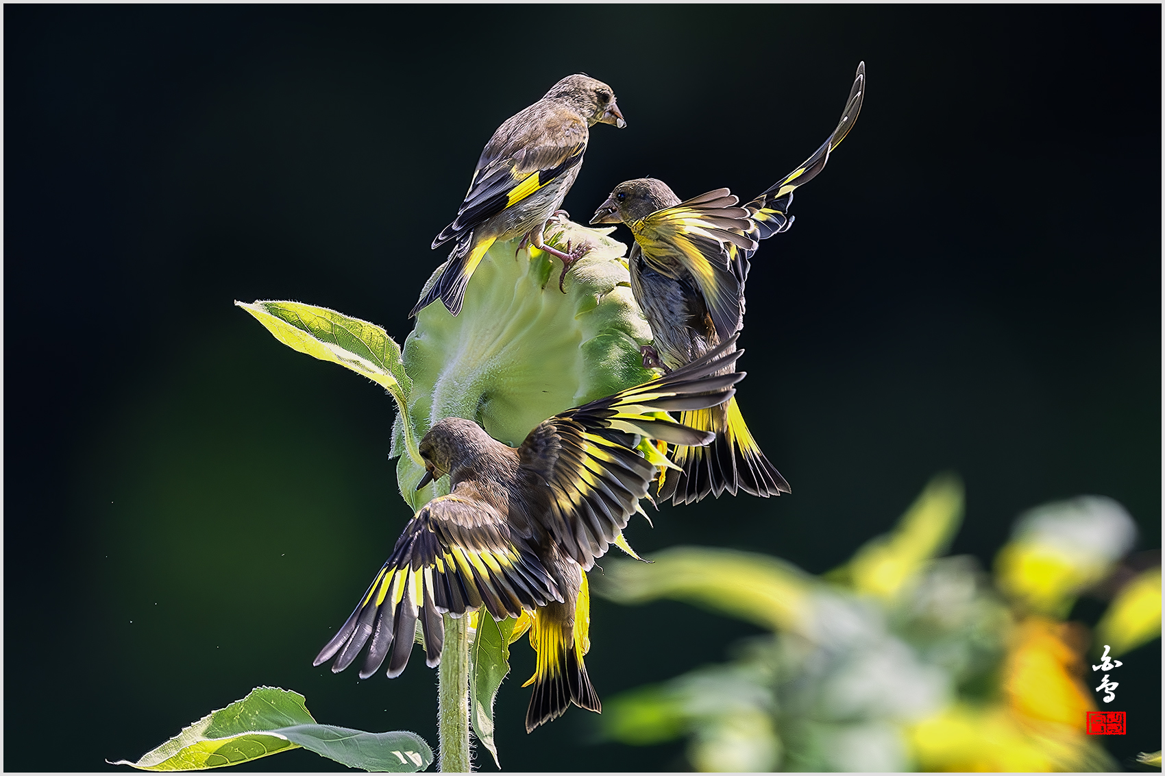 PHOTO BY  | NIKON Z 9 | 2024:08:03 09:14:25 | ISO-4000 | 1/10000 sec | f 5.6 | 840 mm | EV=-0.7 | ● WIDTH:1700 pixels  HEIGHT:1132 pixels