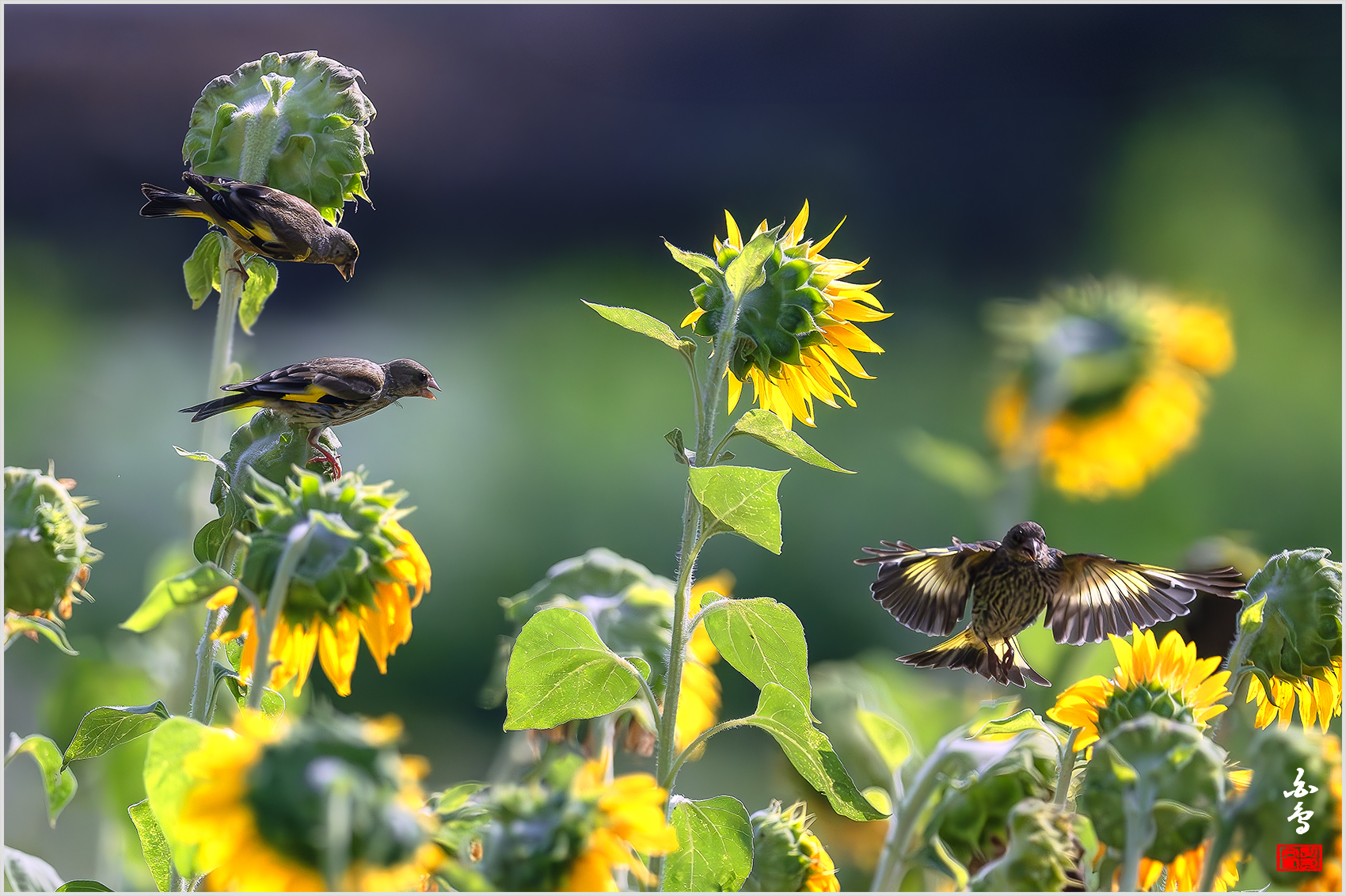 PHOTO BY  | NIKON Z 9 | 2024:08:03 09:12:15 | ISO-4000 | 1/26000 sec | f 5.6 | 840 mm | EV=-0.3 | ● WIDTH:1700 pixels  HEIGHT:1132 pixels