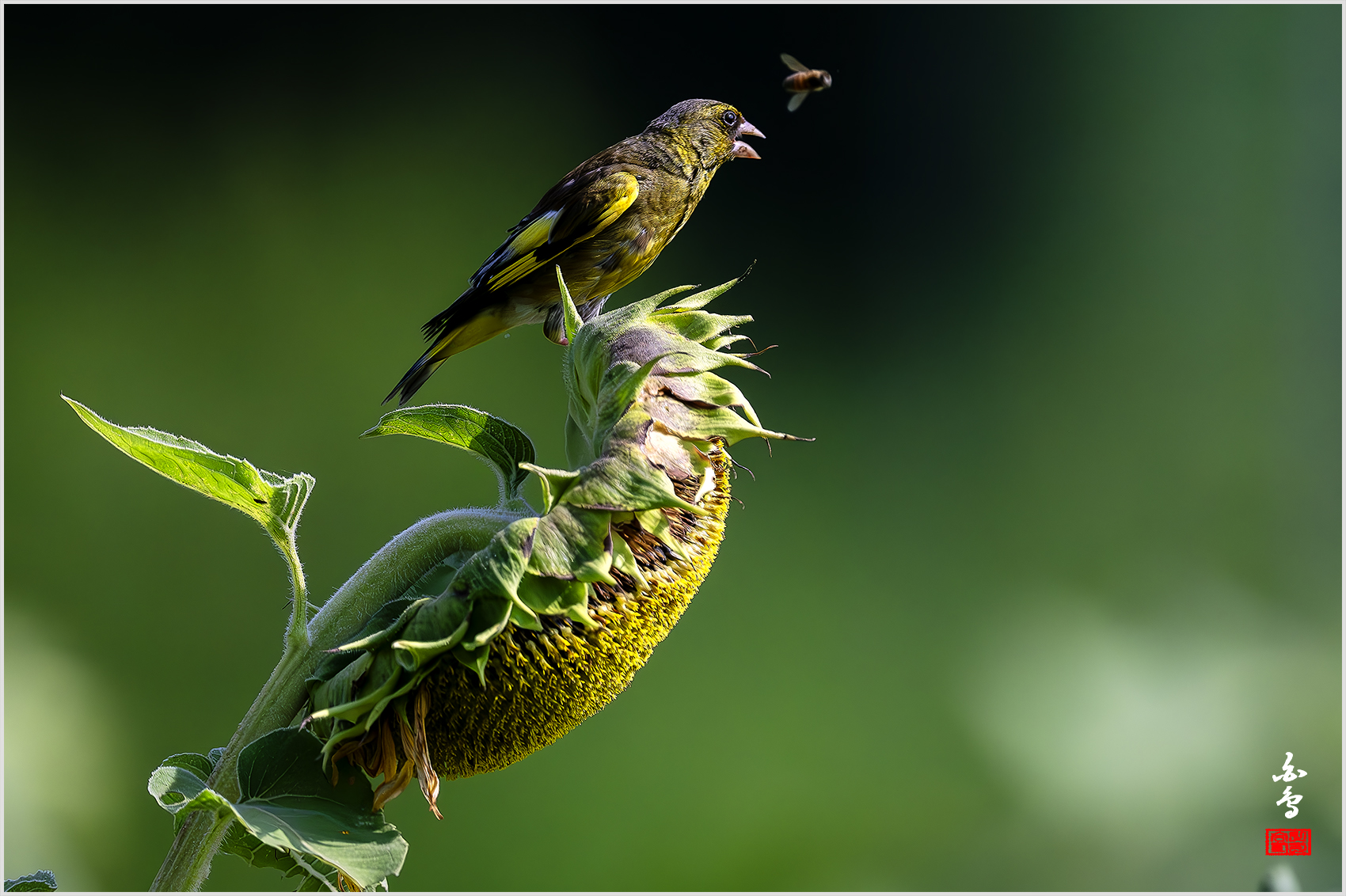 PHOTO BY  | NIKON Z 9 | 2024:08:03 09:08:16 | ISO-4000 | 1/20000 sec | f 5.6 | 840 mm | EV=-0.3 | ● WIDTH:1700 pixels  HEIGHT:1132 pixels