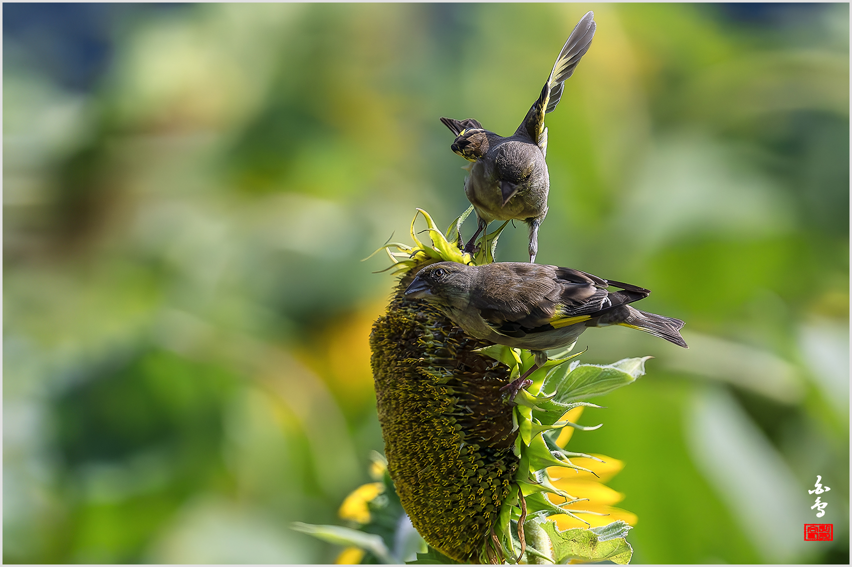 PHOTO BY  | NIKON Z 9 | 2024:08:03 09:22:04 | ISO-4000 | 1/32000 sec | f 5.6 | 840 mm | EV=-0.7 | ● WIDTH:1700 pixels  HEIGHT:1132 pixels