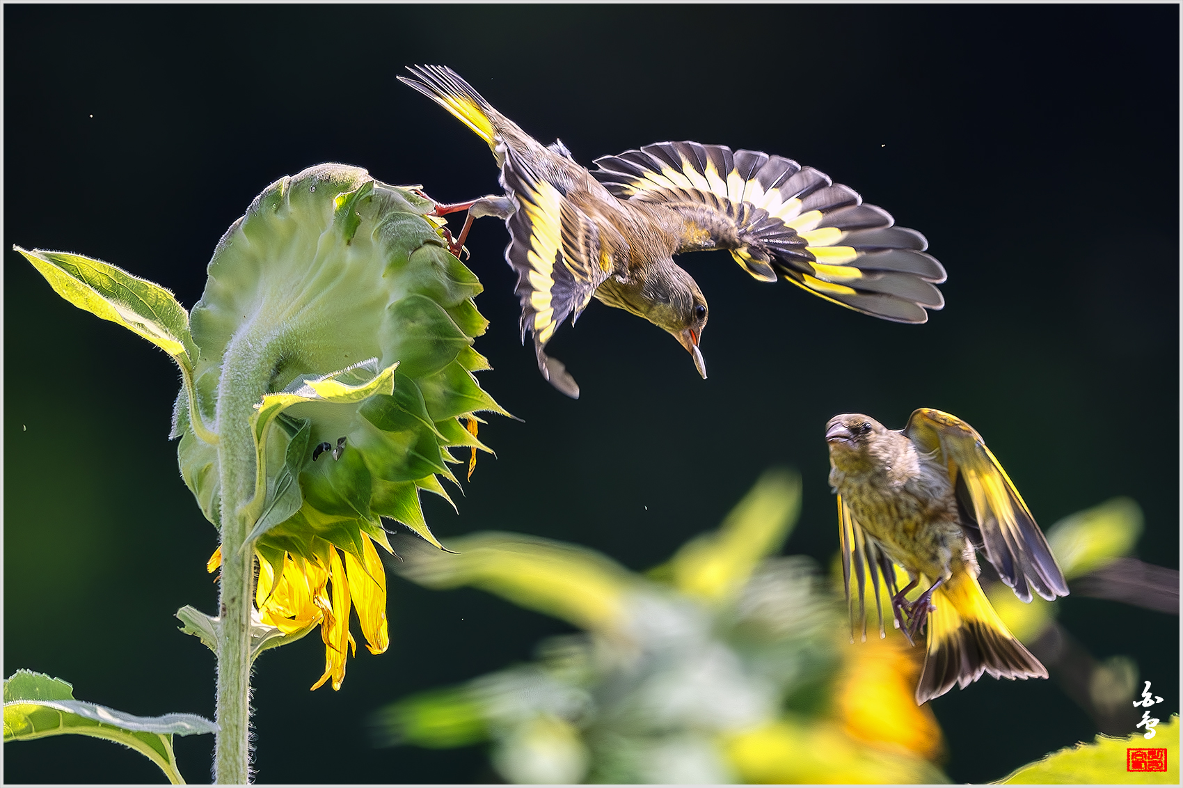 PHOTO BY  | NIKON Z 9 | 2024:08:03 09:13:38 | ISO-4000 | 1/8000 sec | f 5.6 | 840 mm | EV=-0.7 | ● WIDTH:1700 pixels  HEIGHT:1132 pixels