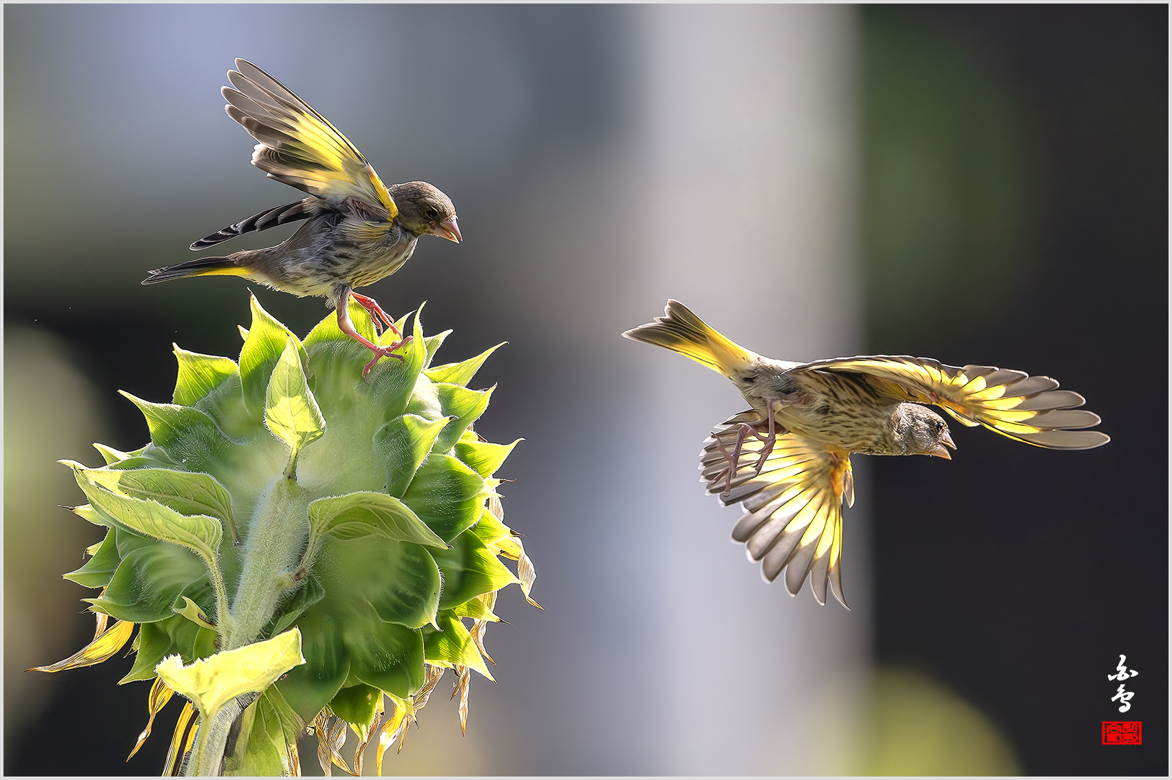 PHOTO BY  | NIKON Z 9 | 2024:08:03 09:10:59 | ISO-4000 | 1/12800 sec | f 5.6 | 840 mm | EV=-0.3 | ● WIDTH:1700 pixels  HEIGHT:1132 pixels