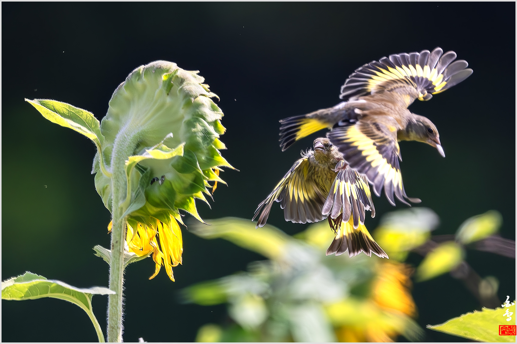 PHOTO BY  | NIKON Z 9 | 2024:08:03 09:13:38 | ISO-4000 | 1/8000 sec | f 5.6 | 840 mm | EV=-0.7 | ● WIDTH:1700 pixels  HEIGHT:1132 pixels