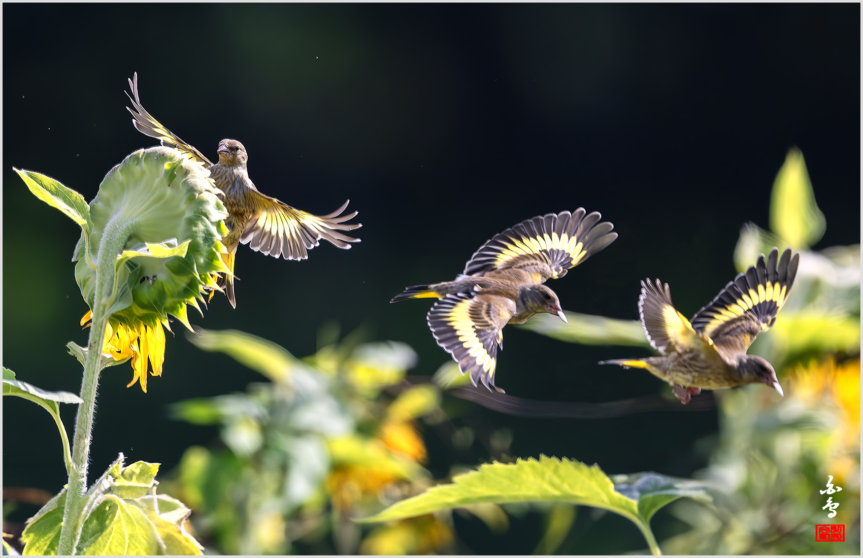 PHOTO BY  | NIKON Z 9 | 2024:08:03 09:13:38 | ISO-4000 | 1/8000 sec | f 5.6 | 840 mm | EV=-0.7 | ● WIDTH:1700 pixels  HEIGHT:1099 pixels