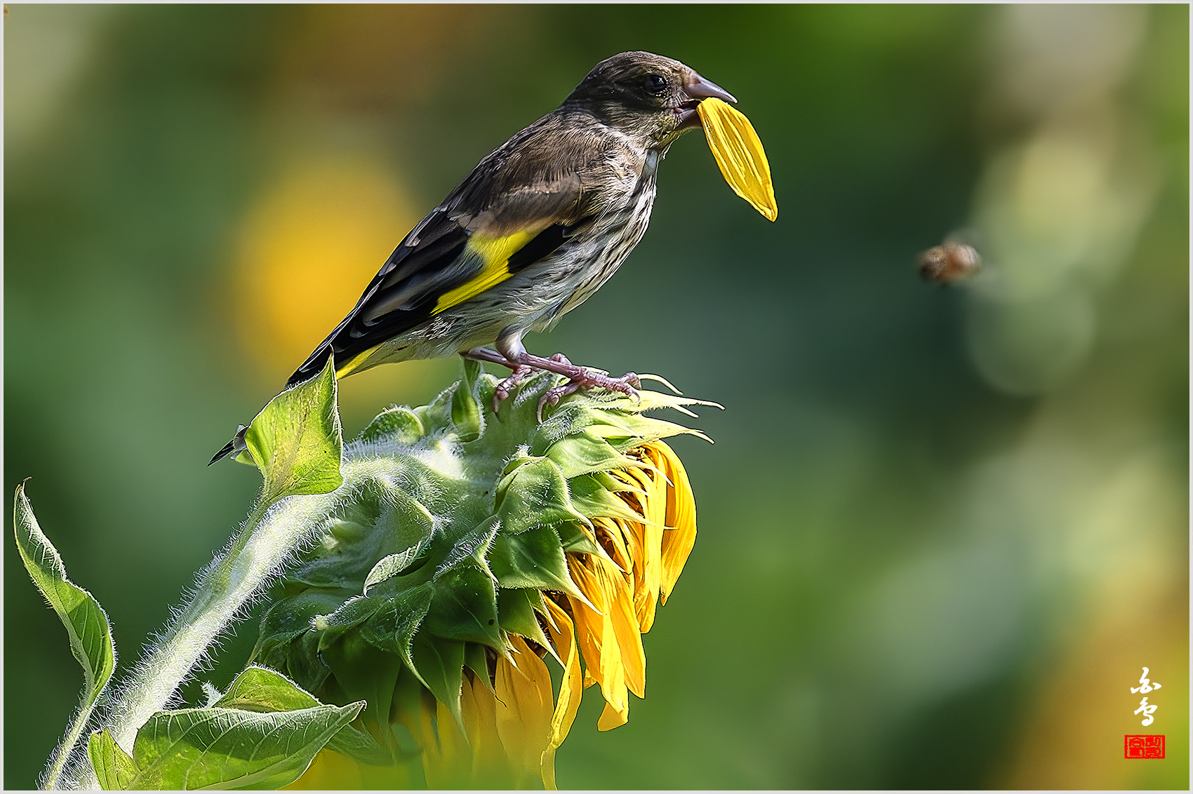 PHOTO BY  | NIKON Z 9 | 2024:08:03 09:20:40 | ISO-4000 | 1/32000 sec | f 5.6 | 840 mm | EV=-0.7 | ● WIDTH:1700 pixels  HEIGHT:1132 pixels