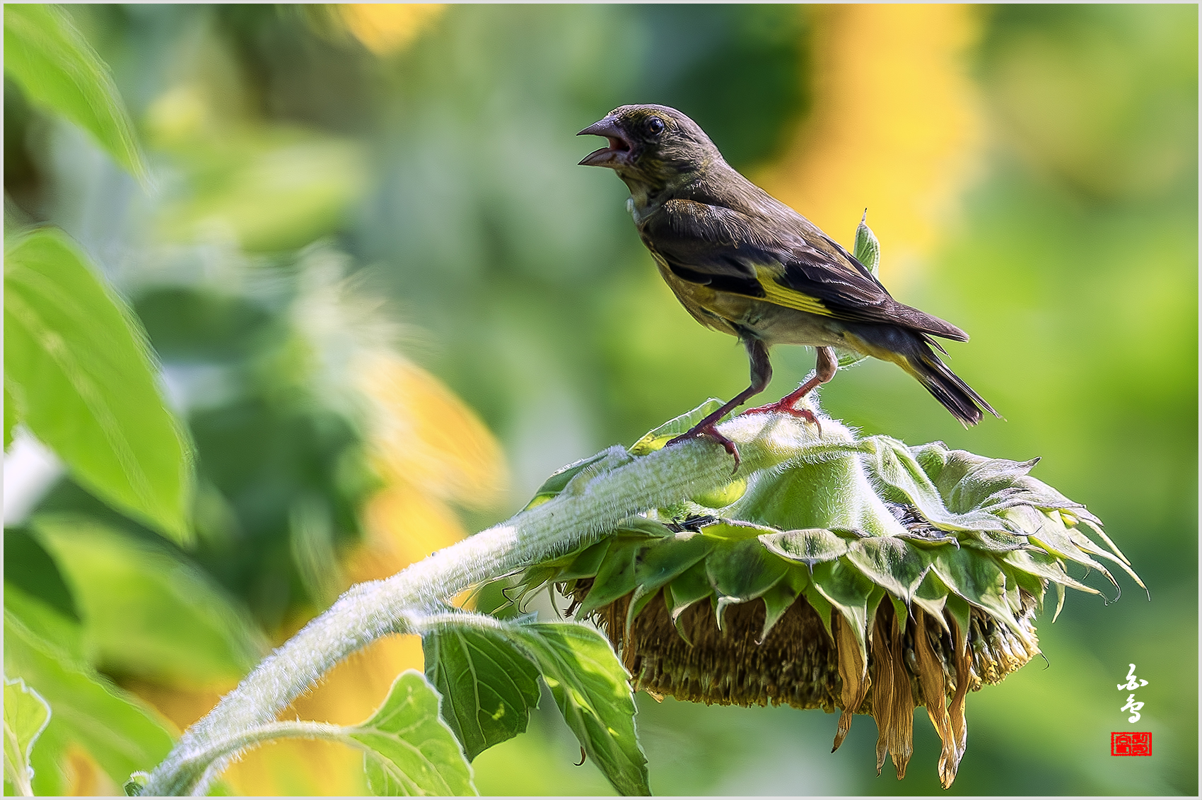 PHOTO BY  | NIKON Z 9 | 2024:08:03 09:04:32 | ISO-4000 | 1/12800 sec | f 5.6 | 840 mm | EV=1 | ● WIDTH:1700 pixels  HEIGHT:1132 pixels