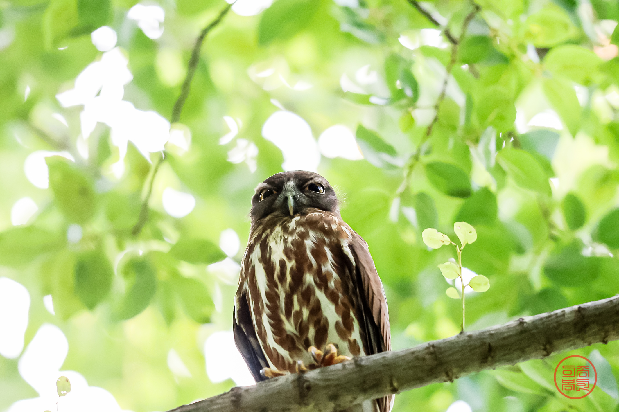 PHOTO BY  | Canon EOS R3 | 2024:07:21 11:00:58 | ISO-6400 | 1/3200 sec | f 4 | 600 mm | EV=0 | ● WIDTH:2131 pixels  HEIGHT:1419 pixels