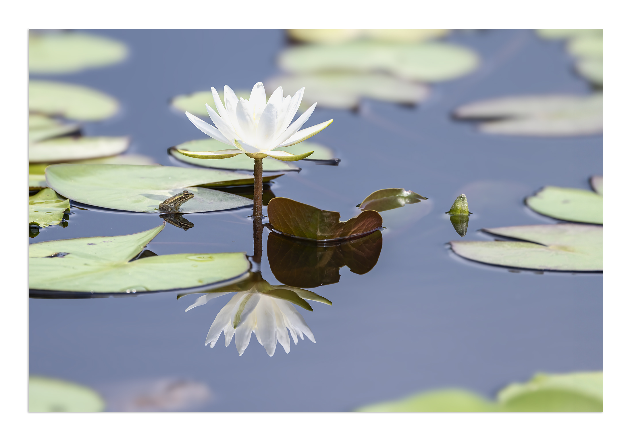 PHOTO BY  | Canon EOS R5 | 2024:08:04 09:50:32 | ISO-100 | 1/1250 sec | f 7.1 | 500 mm | EV=-0.3 | ● WIDTH:2200 pixels  HEIGHT:1534 pixels