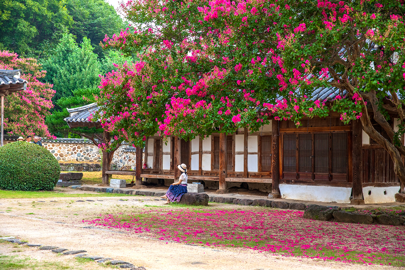 PHOTO BY  | Canon EOS 5D Mark IV | 2024:08:04 07:22:06 | ISO-500 | 1/500 sec | f 4 | 57 mm | EV=0 | ● WIDTH:1400 pixels  HEIGHT:933 pixels