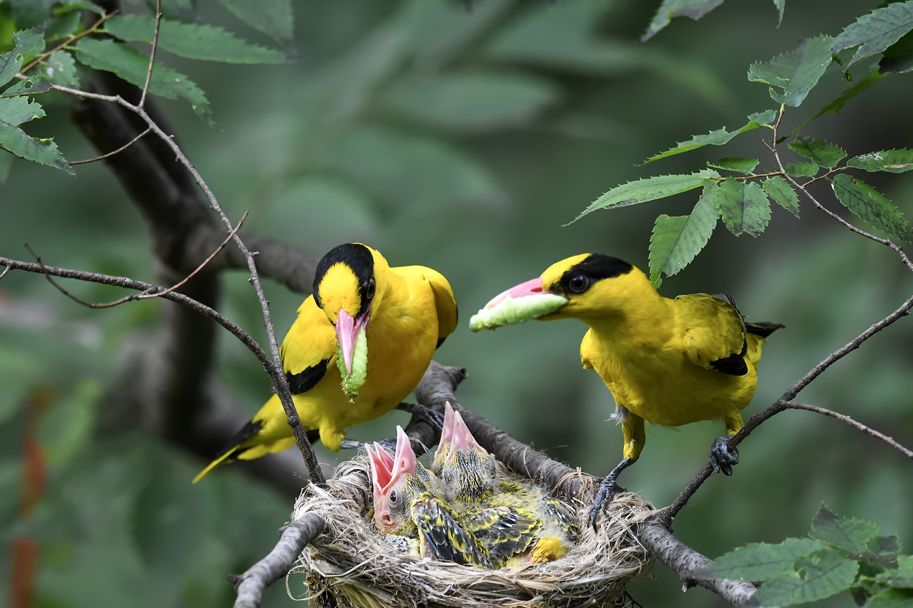 PHOTO BY ChoiJunqSeop | Canon EOS-1D X Mark II | 2024:07:01 16:13:53 | ISO-800 | 1/800 sec | f 6.3 | 490 mm | EV=0 | ● WIDTH:1800 pixels  HEIGHT:1200 pixels