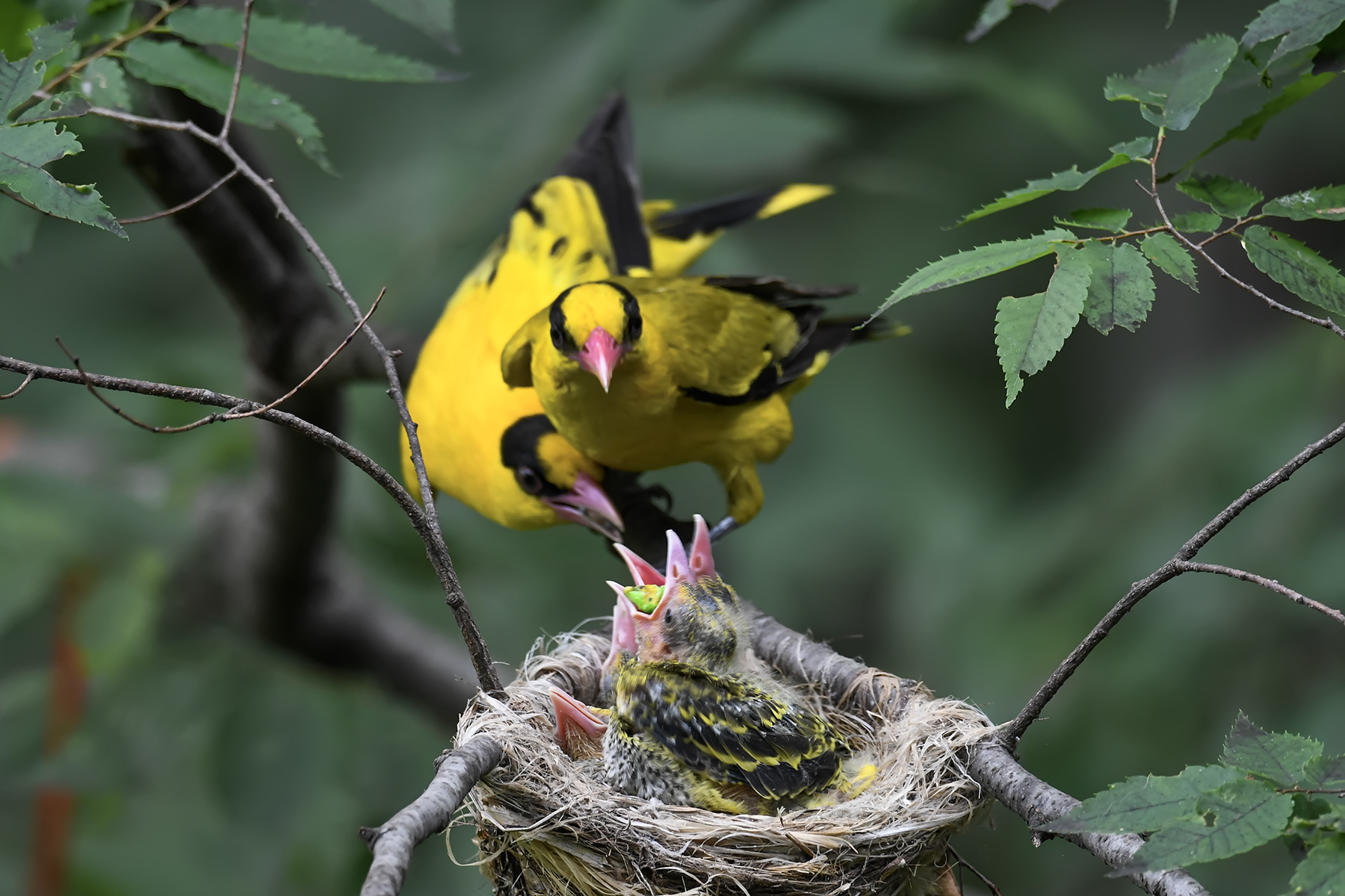 PHOTO BY ChoiJunqSeop | Canon EOS-1D X Mark II | 2024:07:01 16:13:53 | ISO-800 | 1/800 sec | f 6.3 | 490 mm | EV=0 | ● WIDTH:1800 pixels  HEIGHT:1200 pixels