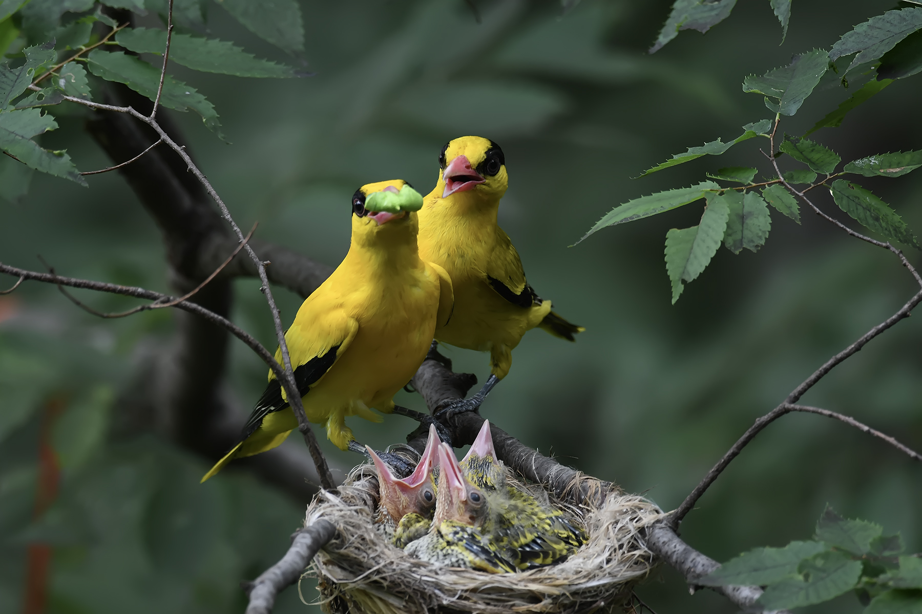 PHOTO BY ChoiJunqSeop | Canon EOS-1D X Mark II | 2024:07:01 16:13:53 | ISO-800 | 1/800 sec | f 6.3 | 490 mm | EV=0 | ● WIDTH:1800 pixels  HEIGHT:1200 pixels