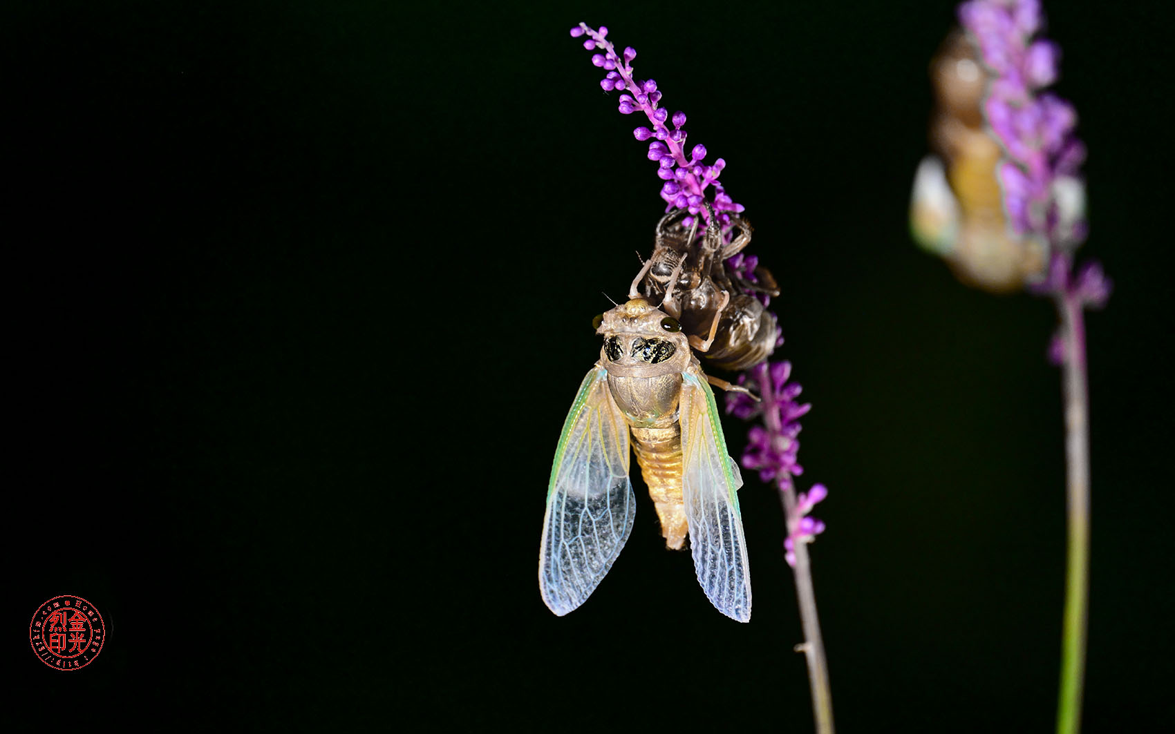 PHOTO BY KKY_CWANG_YEOL | NIKON Z 8 | 2024:08:04 22:11:26 | ISO-2000 | 6/10 sec | f 5.6 | 400 mm | EV=-0.7 | ● WIDTH:1700 pixels  HEIGHT:1063 pixels