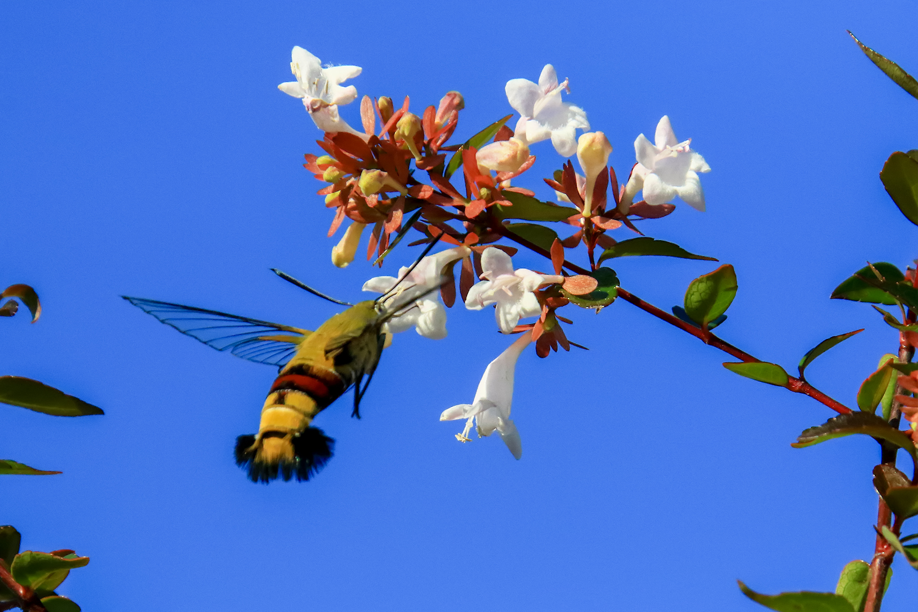 PHOTO BY ChoiJunqSeop | Canon EOS-1D X Mark II | 2024:07:28 18:20:43 | ISO-800 | 1/60 sec | f 6.3 | 275 mm | EV=0.3 | ● WIDTH:1800 pixels  HEIGHT:1200 pixels