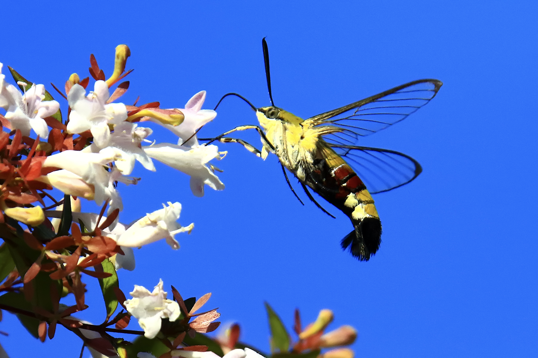 PHOTO BY ChoiJunqSeop | Canon EOS-1D X Mark II | 2024:07:28 18:20:43 | ISO-800 | 1/60 sec | f 6.3 | 275 mm | EV=0.3 | ● WIDTH:1800 pixels  HEIGHT:1200 pixels