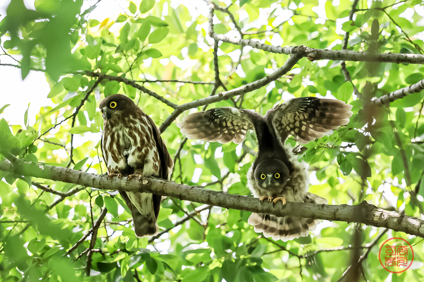 PHOTO BY  | Canon EOS R3 | 2024:07:21 11:09:05 | ISO-3200 | 1/3200 sec | f 4 | 600 mm | EV=0 | ● WIDTH:1787 pixels  HEIGHT:1189 pixels