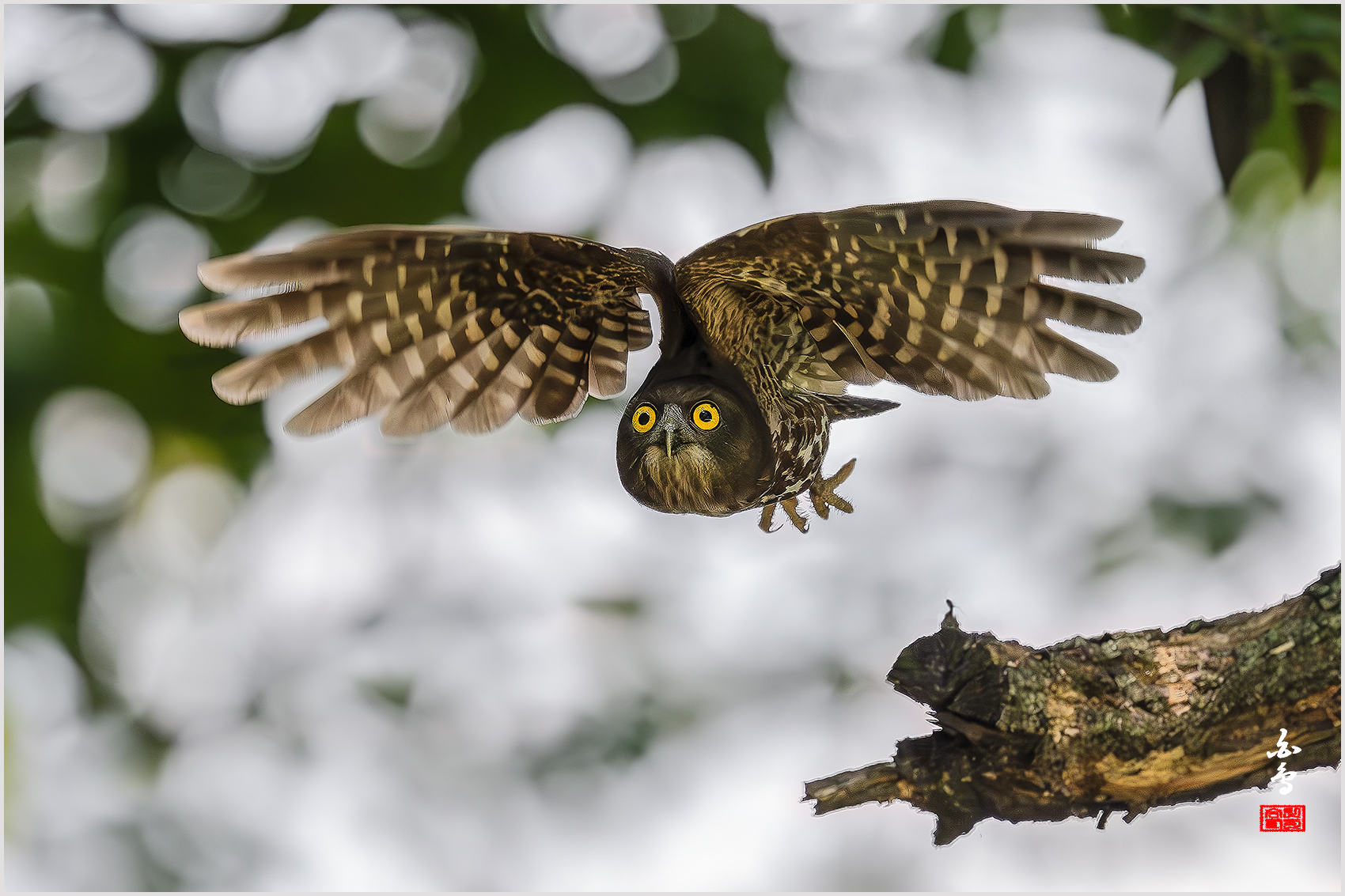 PHOTO BY  | NIKON Z 9 | 2024:08:02 12:36:26 | ISO-1600 | 1/3200 sec | f 4 | 600 mm | EV=1.7 | ● WIDTH:1700 pixels  HEIGHT:1133 pixels