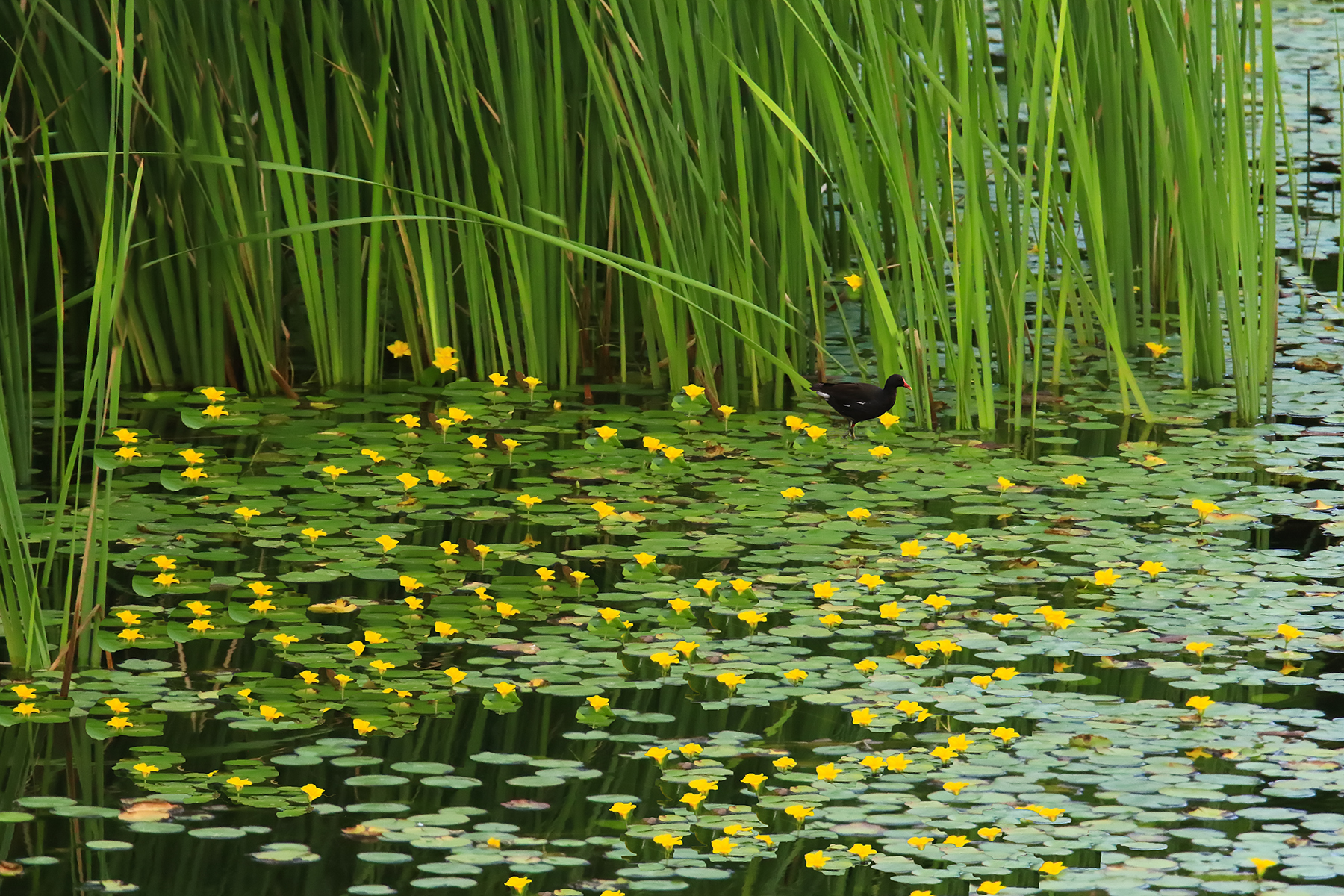 PHOTO BY ChoiJunqSeop | Canon EOS-1D X Mark II | 2024:08:05 09:42:37 | ISO-800 | 1/1600 sec | f 6.3 | 220 mm | EV=0 | ● WIDTH:1800 pixels  HEIGHT:1200 pixels