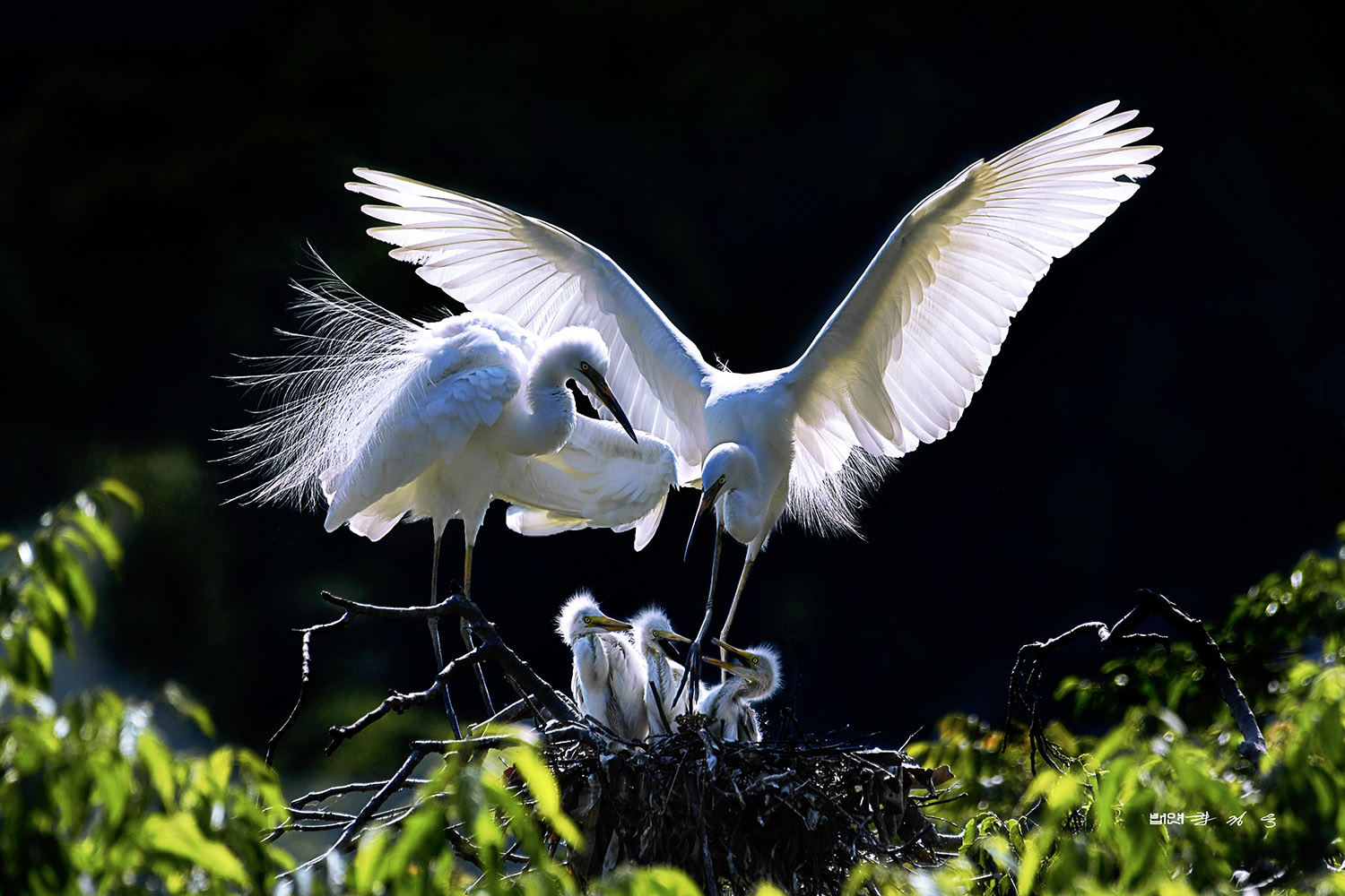 PHOTO BY  | KON CORPO |  | ISO- |  |  |  | EV=0 | ● WIDTH:  HEIGHT: