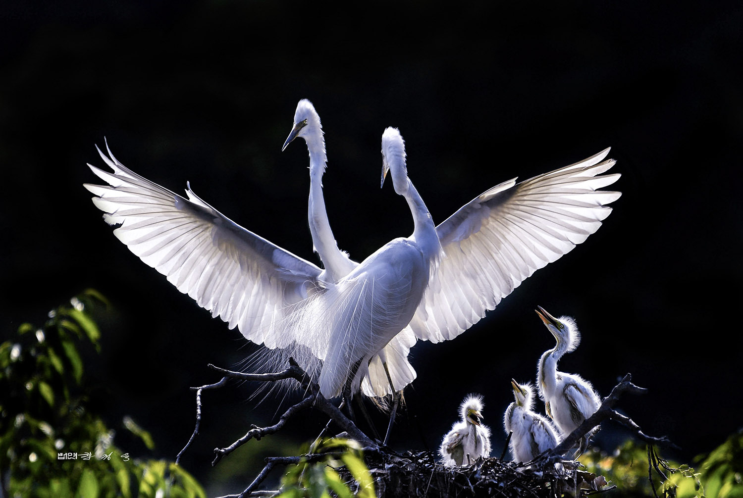 PHOTO BY  | KON CORPO |  | ISO- |  |  |  | EV=0 | ● WIDTH:  HEIGHT: