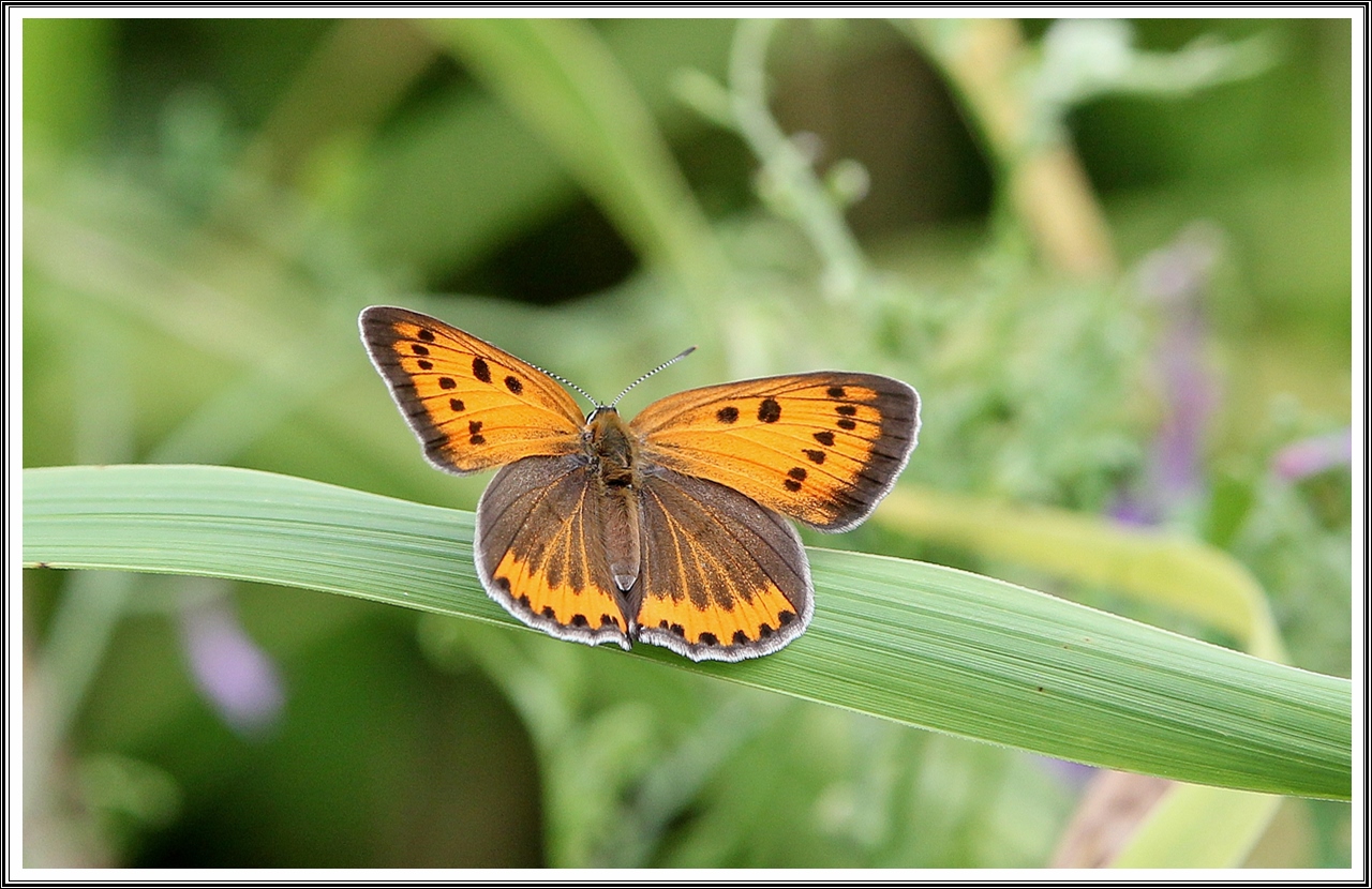 PHOTO BY  | Canon EOS 60D | 2024:07:03 09:45:49 | ISO-500 | 1/800 sec | f 5 | 200 mm | EV=0.3 | ● WIDTH:5184 pixels  HEIGHT:3456 pixels