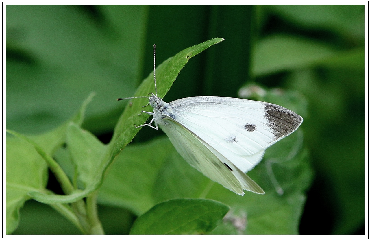 PHOTO BY  | Canon EOS 60D | 2024:07:03 09:40:19 | ISO-500 | 1/800 sec | f 5 | 200 mm | EV=0.3 | ● WIDTH:5184 pixels  HEIGHT:3456 pixels